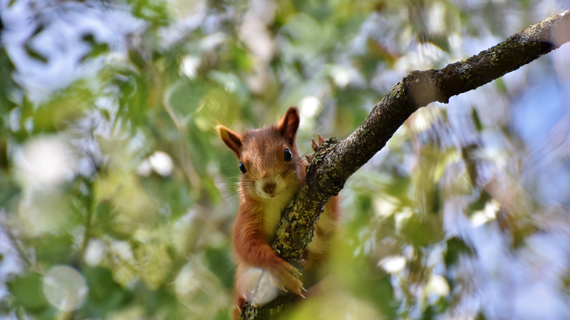 Забавная рыжая белка на ветке дерева