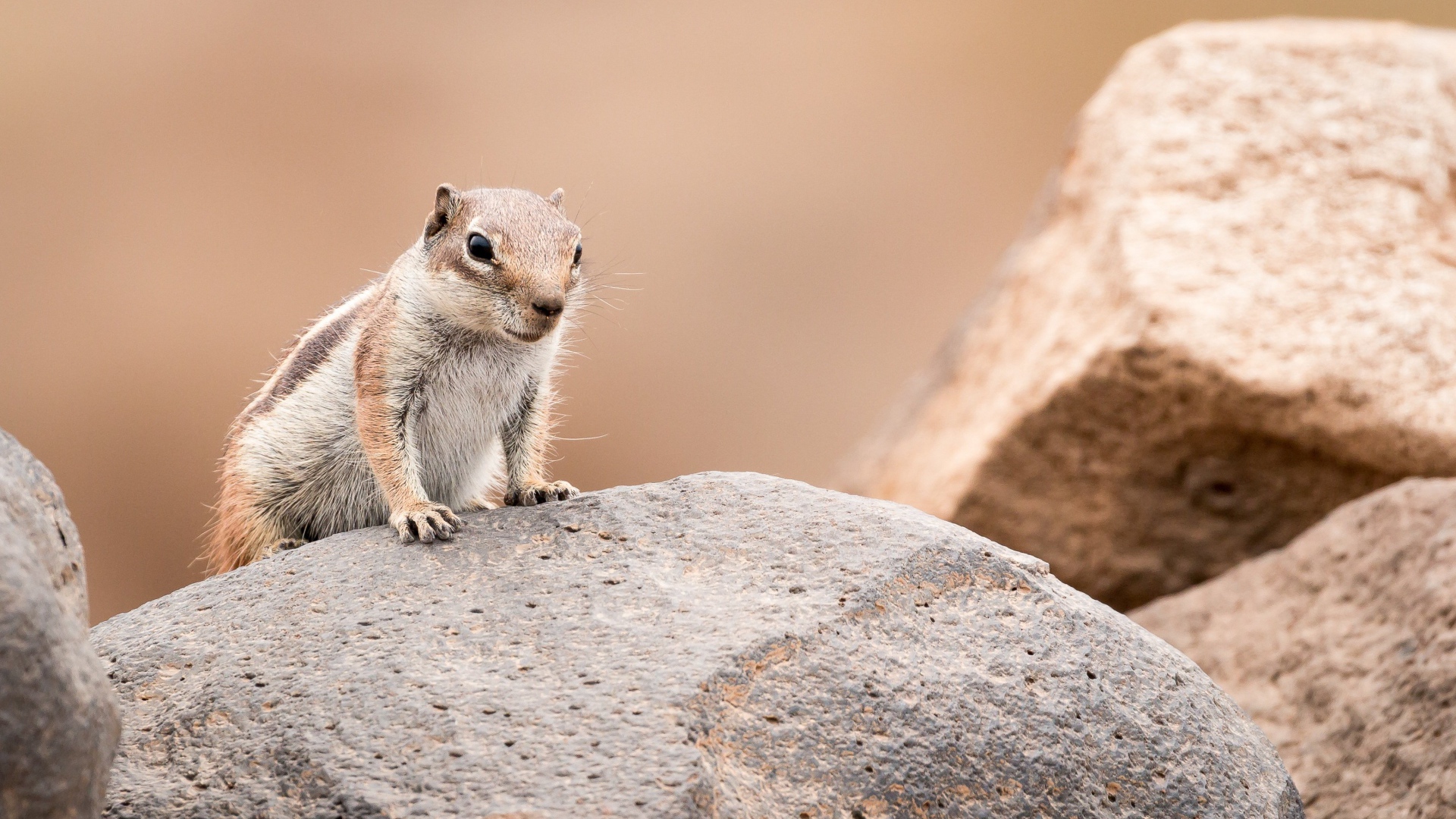 Маленький забавный бурундук сидит на камне 