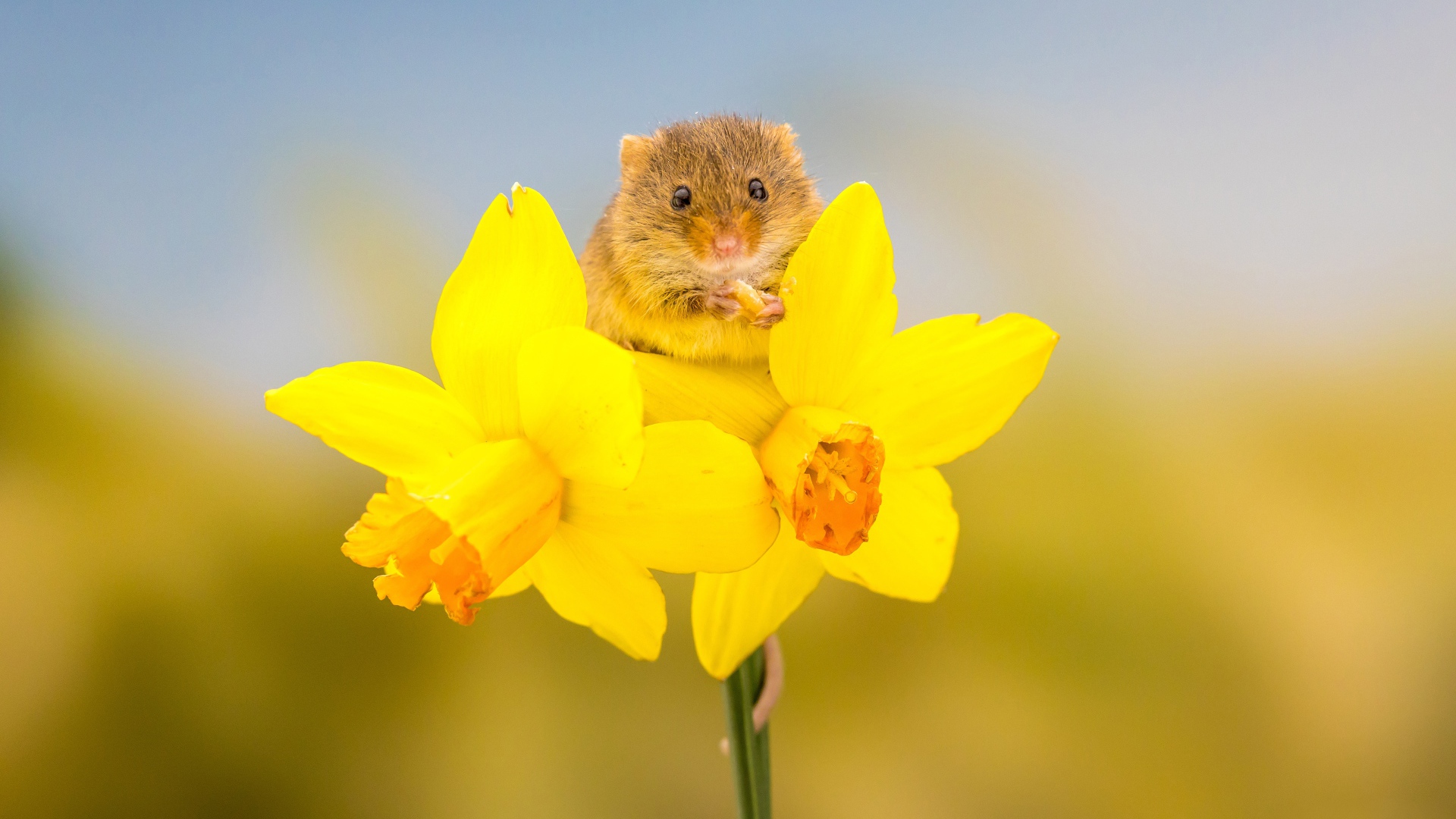 Little gray mouse on a yellow daffodil flower