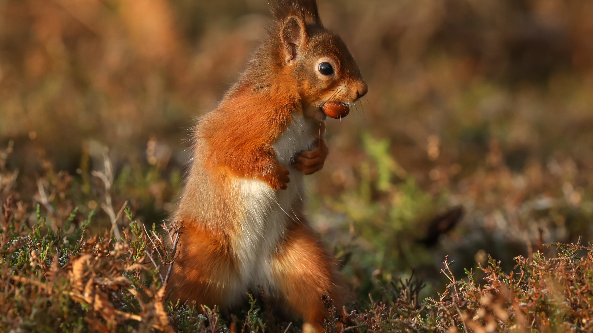 Рыжая белка стоит с орехом в зубах на траве 