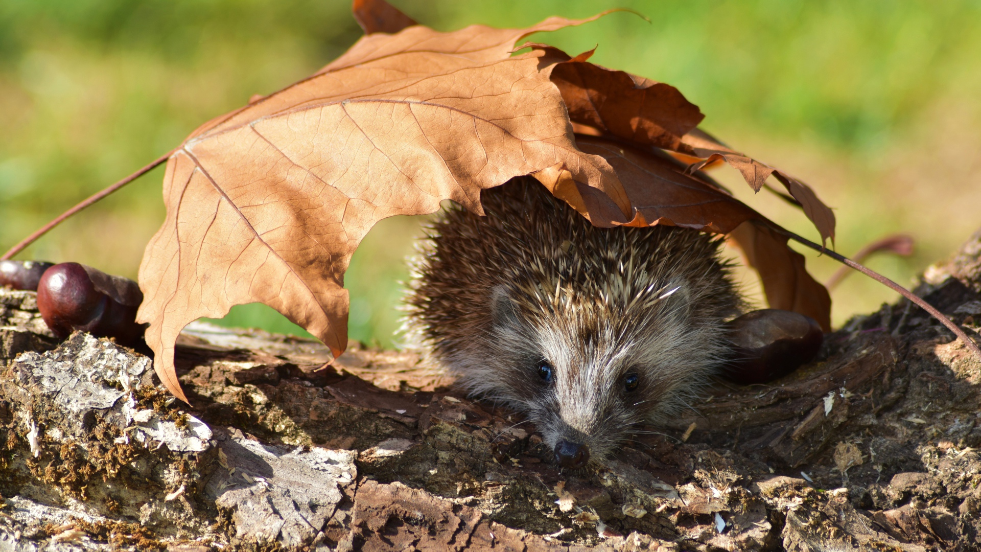 Колючий еж прячется под опавшими листьями