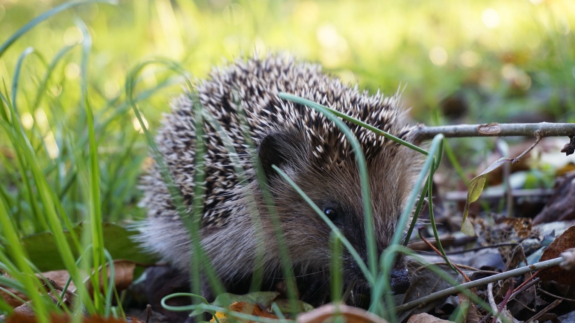 Колючий еж сидит в зеленой траве 