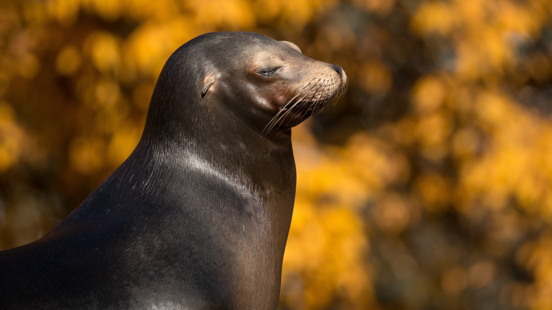 Морской котик с закрытыми глазами греется на солнце