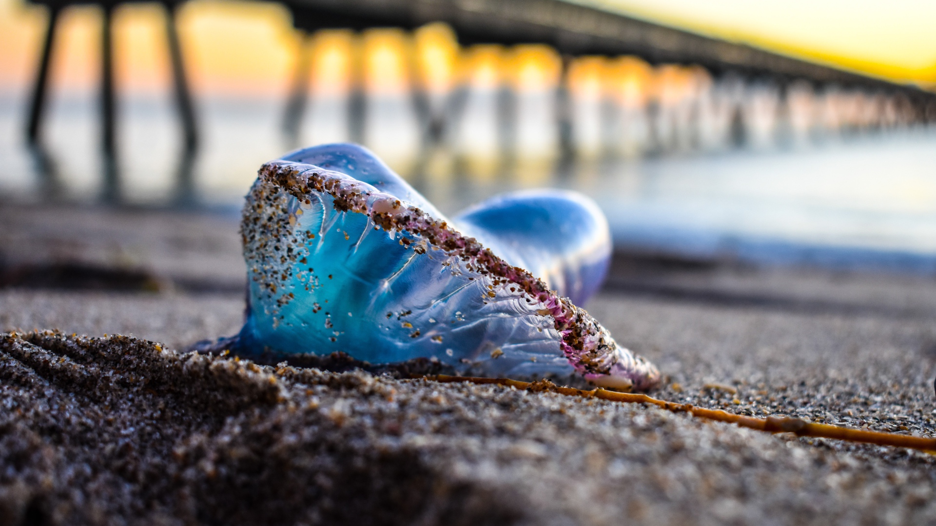 Голубая медуза лежит на песке у моря