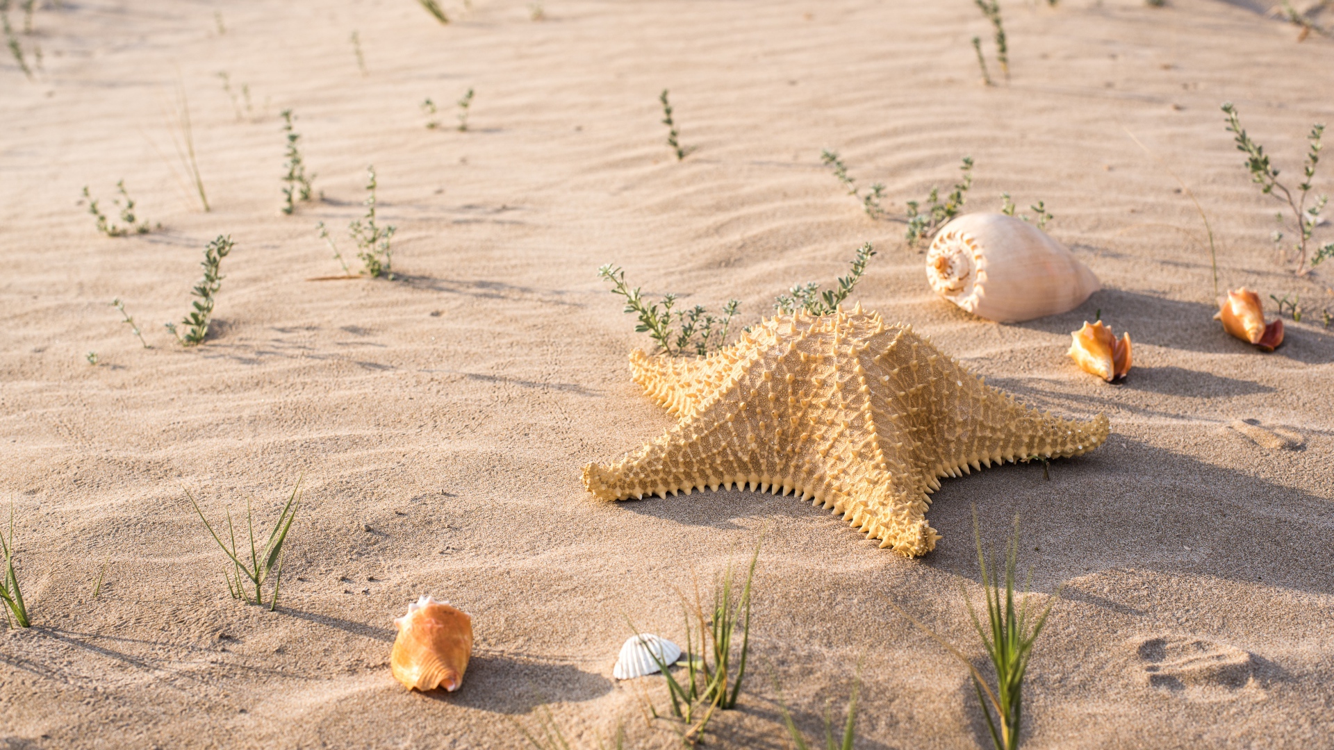 Морская звезда и ракушки на песке в лучах солнца 