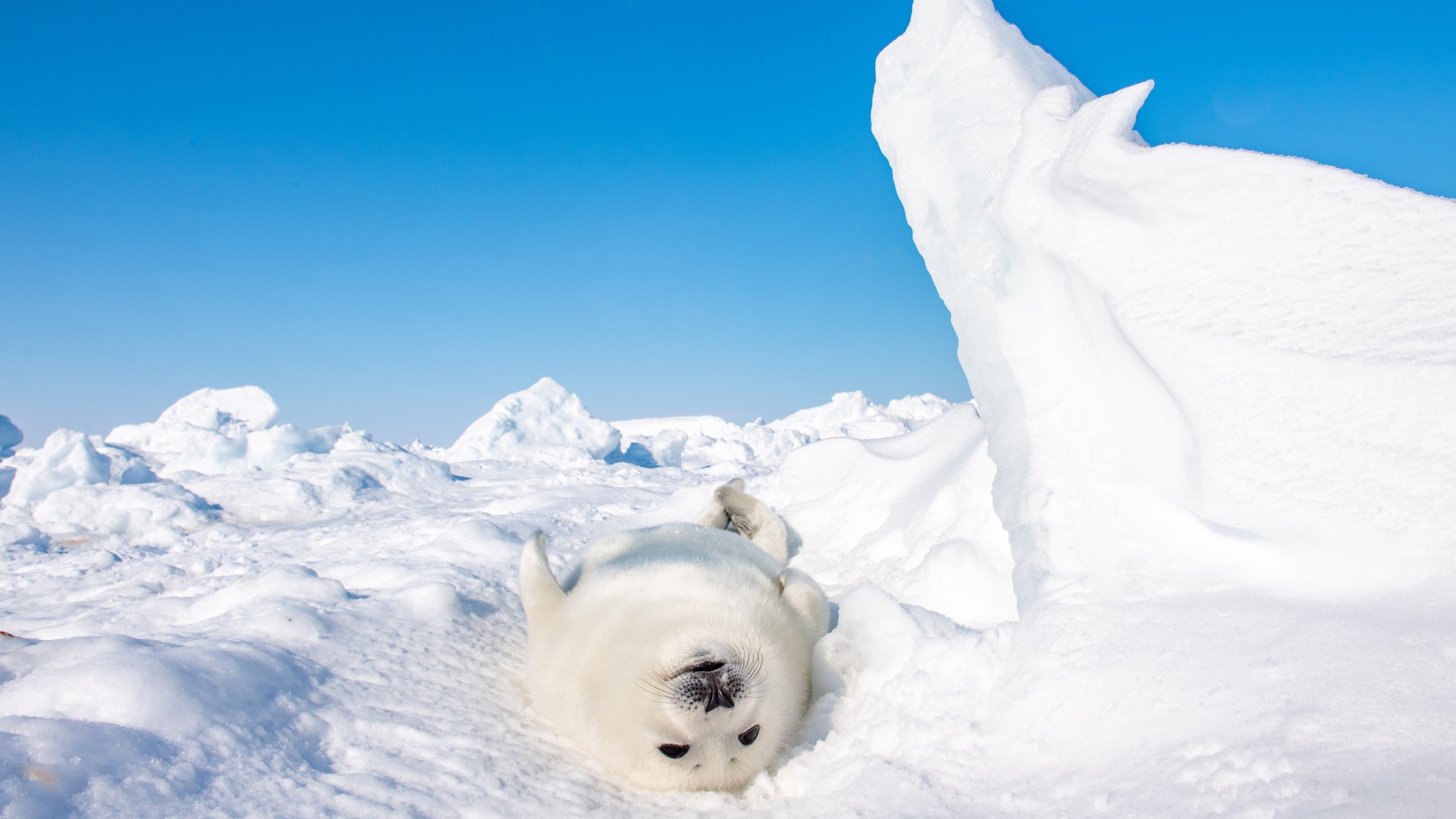 Белый детеныш тюленя лежит на снегу 