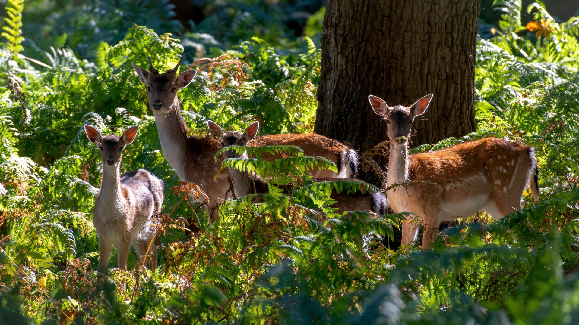 Стадо оленей у дерева в зарослях