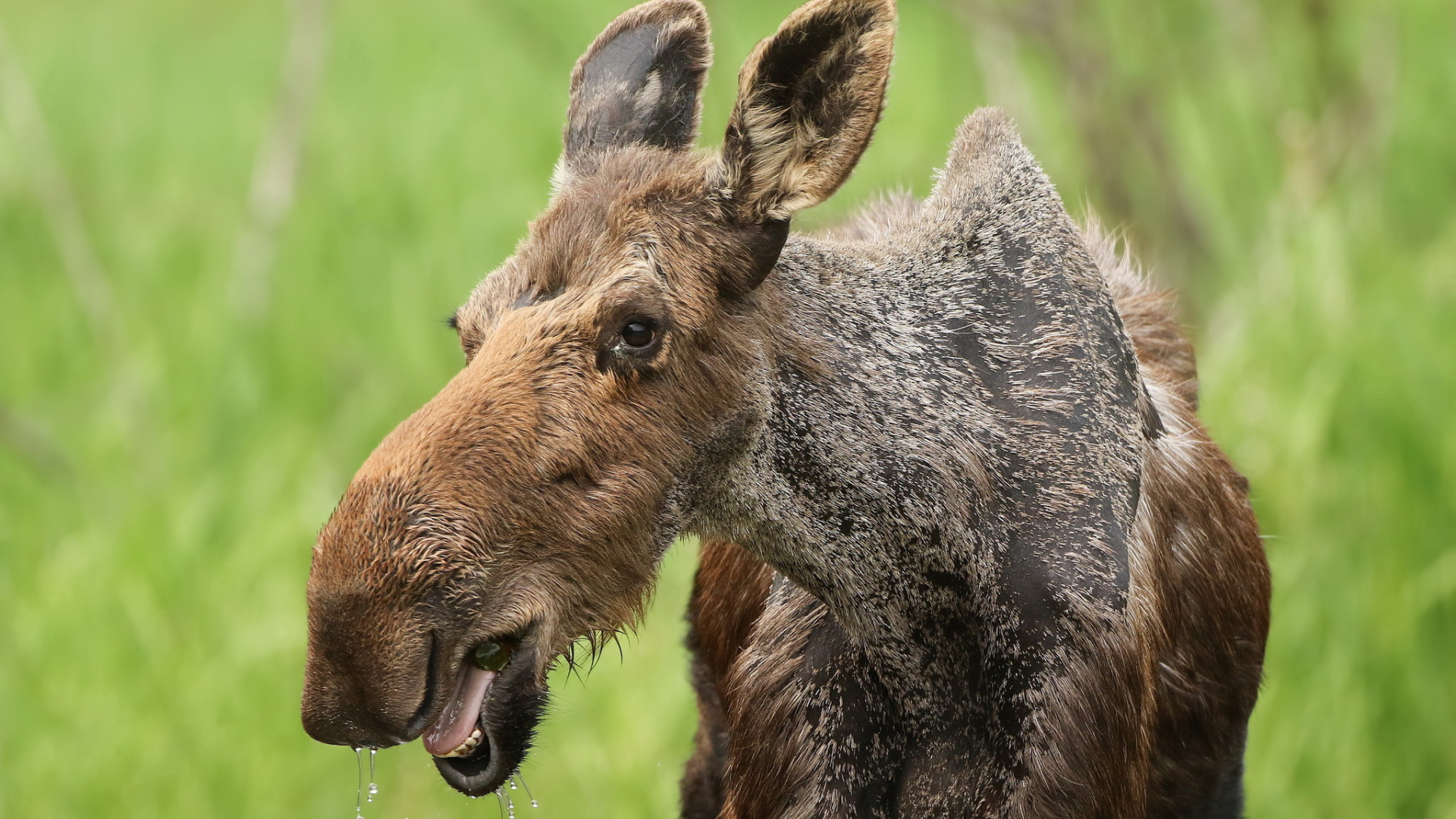 Большой лось у водопоя