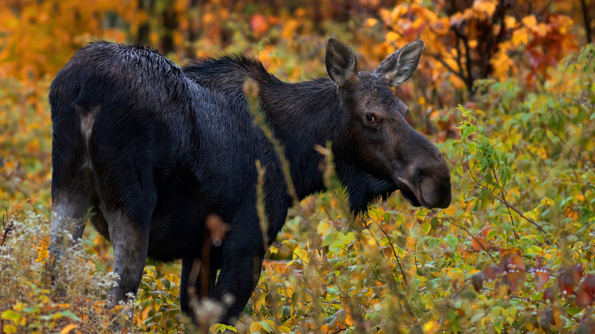 Большой лось гуляет по лесу