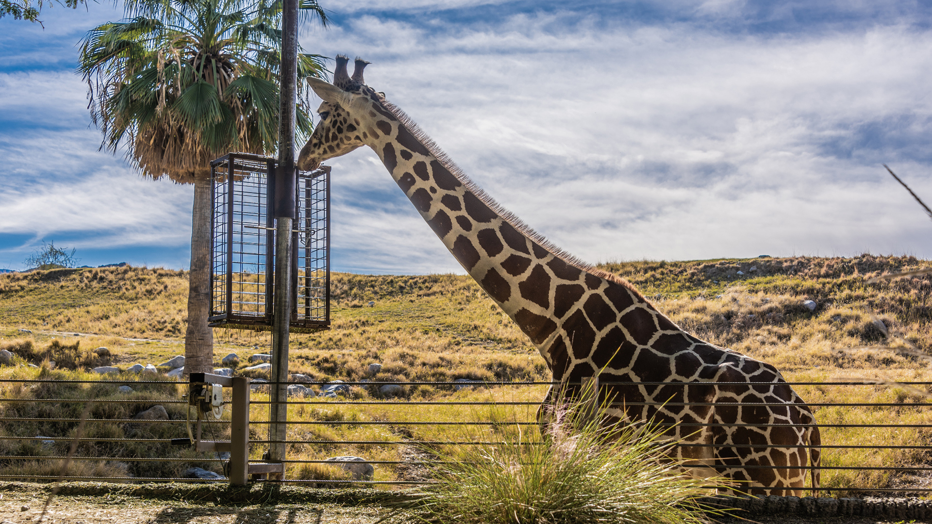 Большой жираф на фоне голубого неба 