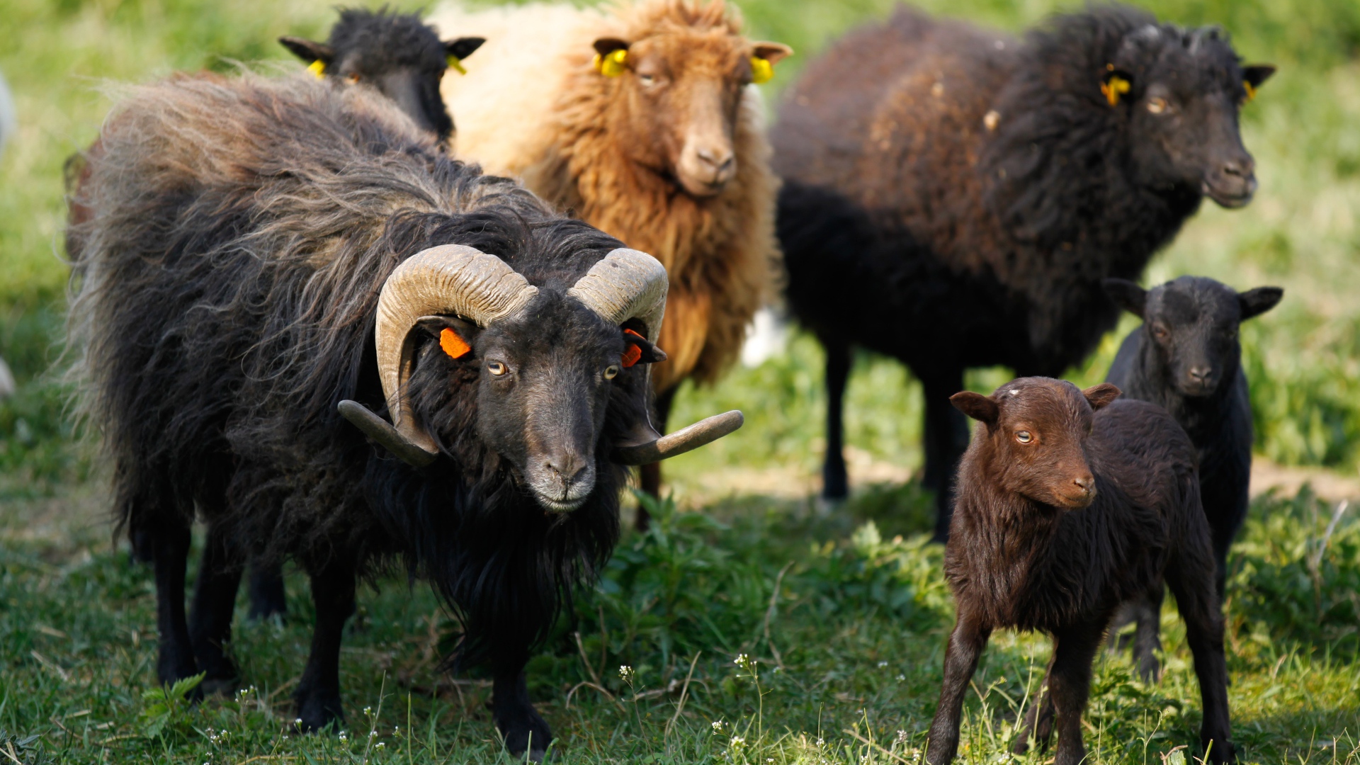 Черные пушистые овцы пасутся на зеленой траве 