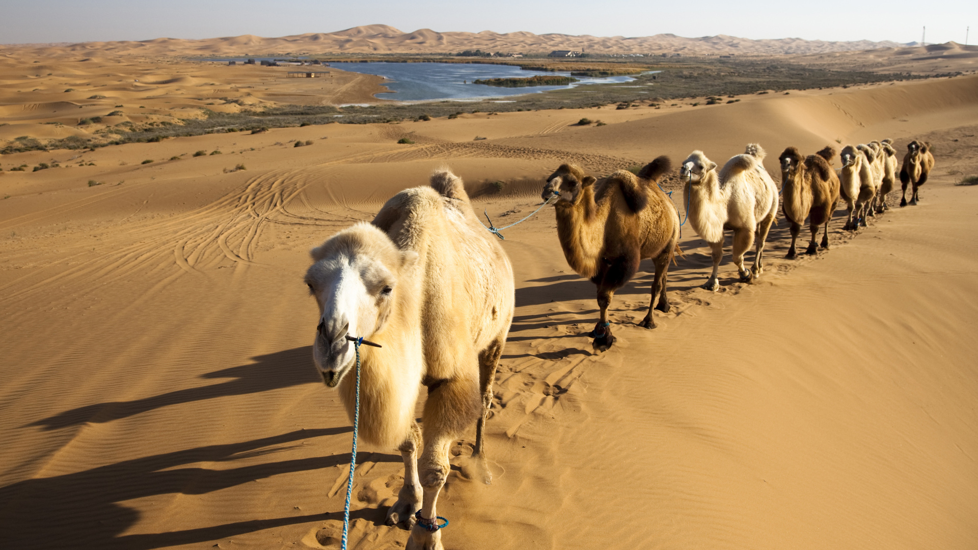 Караван верблюдов идет по жаркой пустыне