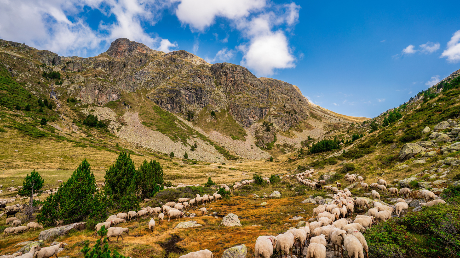 Стадо овец в горах под голубым небом