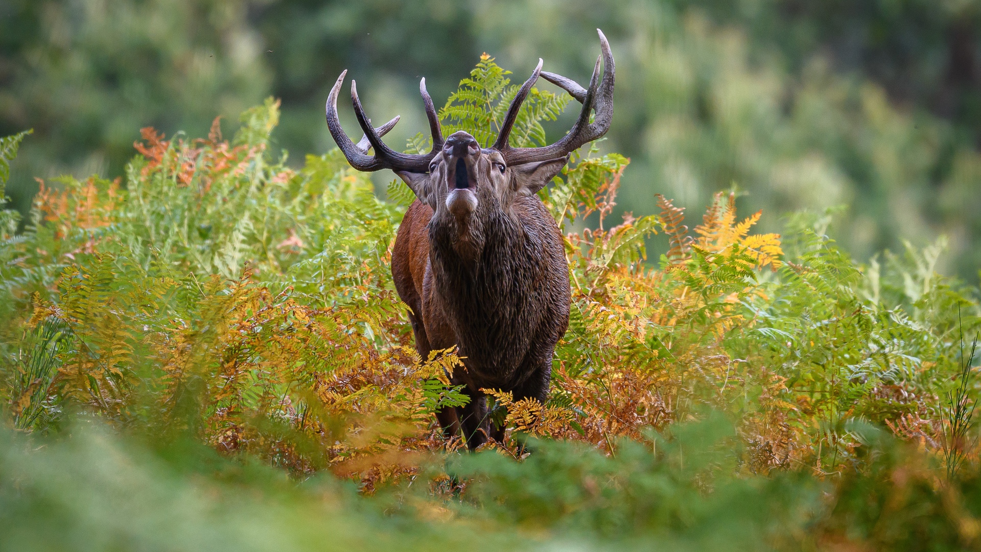 Лесной олень с большими рогами кричит в зарослях