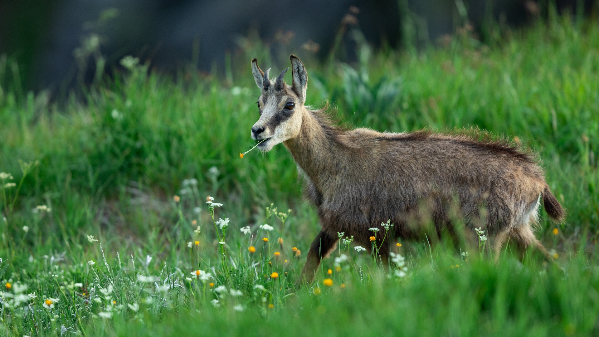 Коза пасется на зеленой траве