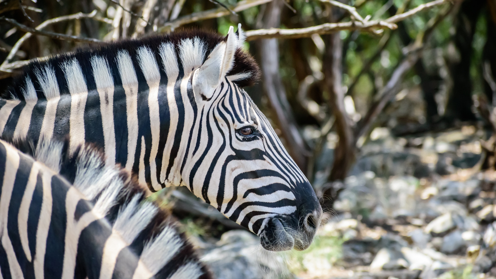 Голова полосатой зебры крупным планом 