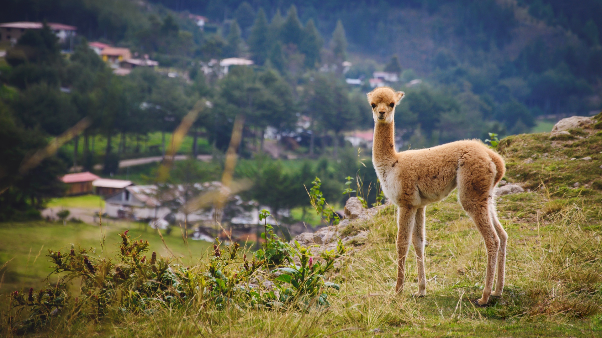 Маленькая викунья пасется на траве
