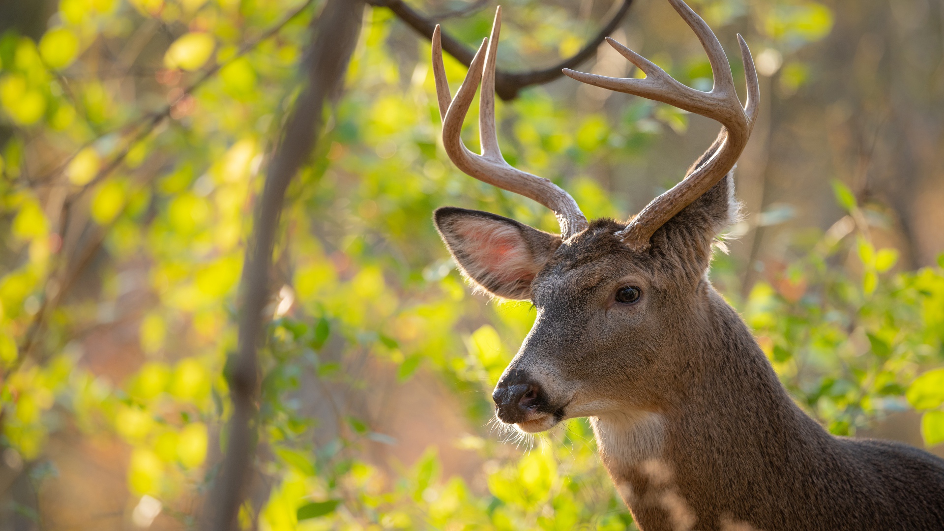 Олень с острыми рогами в лесу
