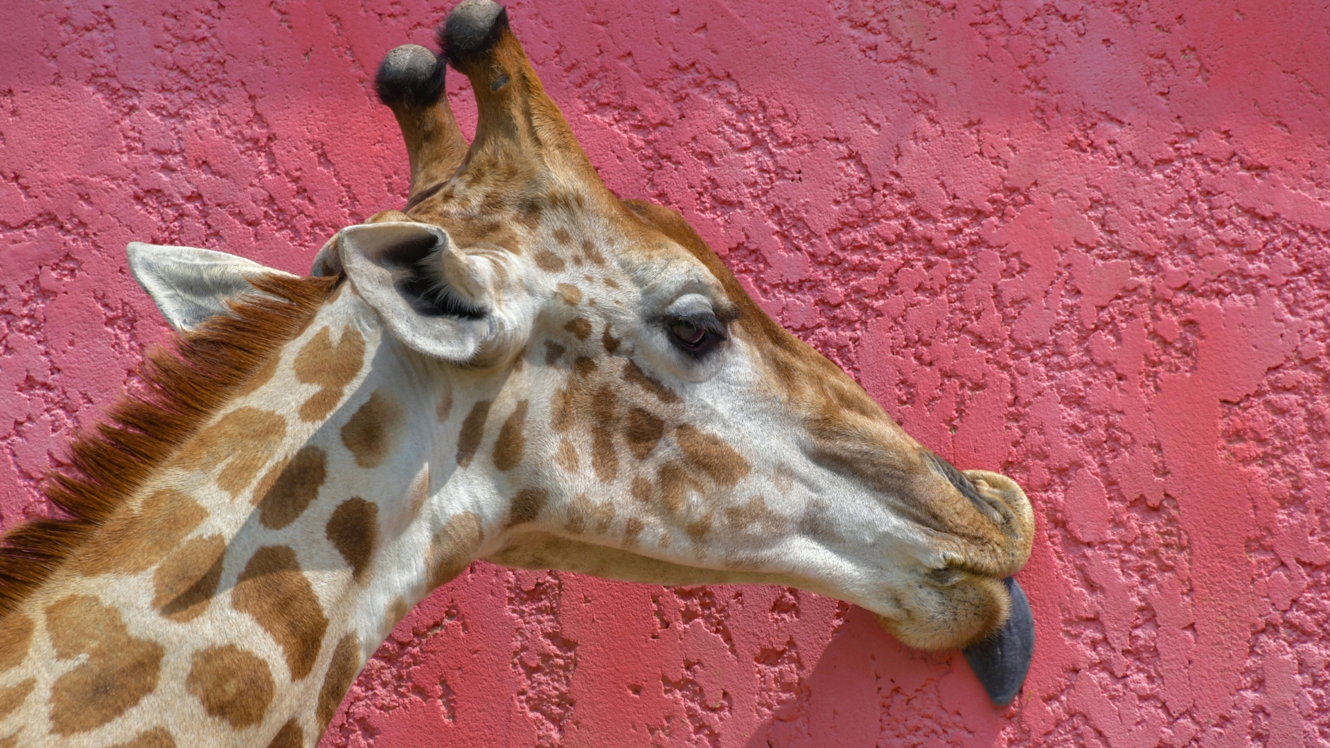 Пятнистый жираф облизывает розовую стену 