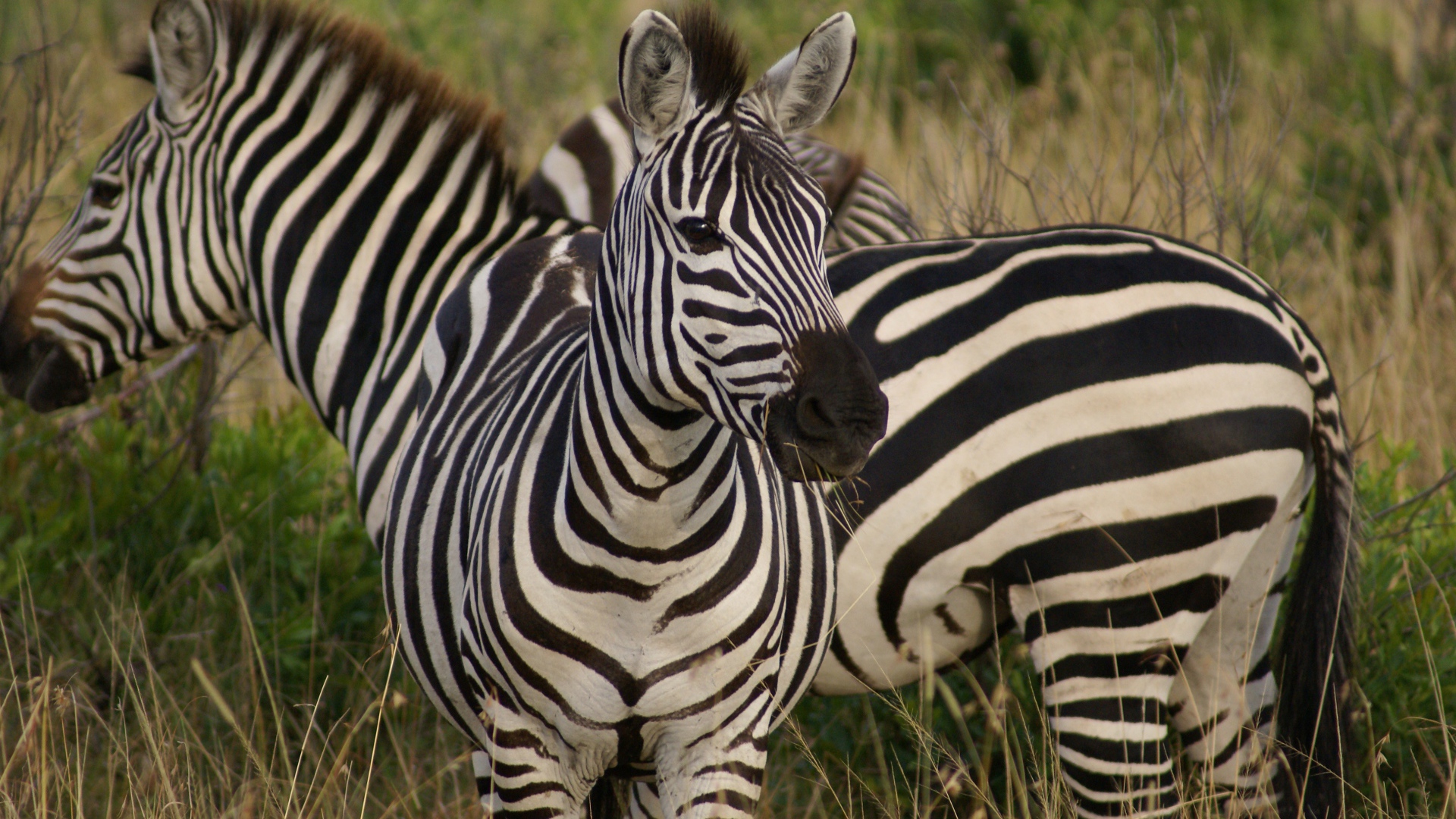 Полосатые зебры на траве 