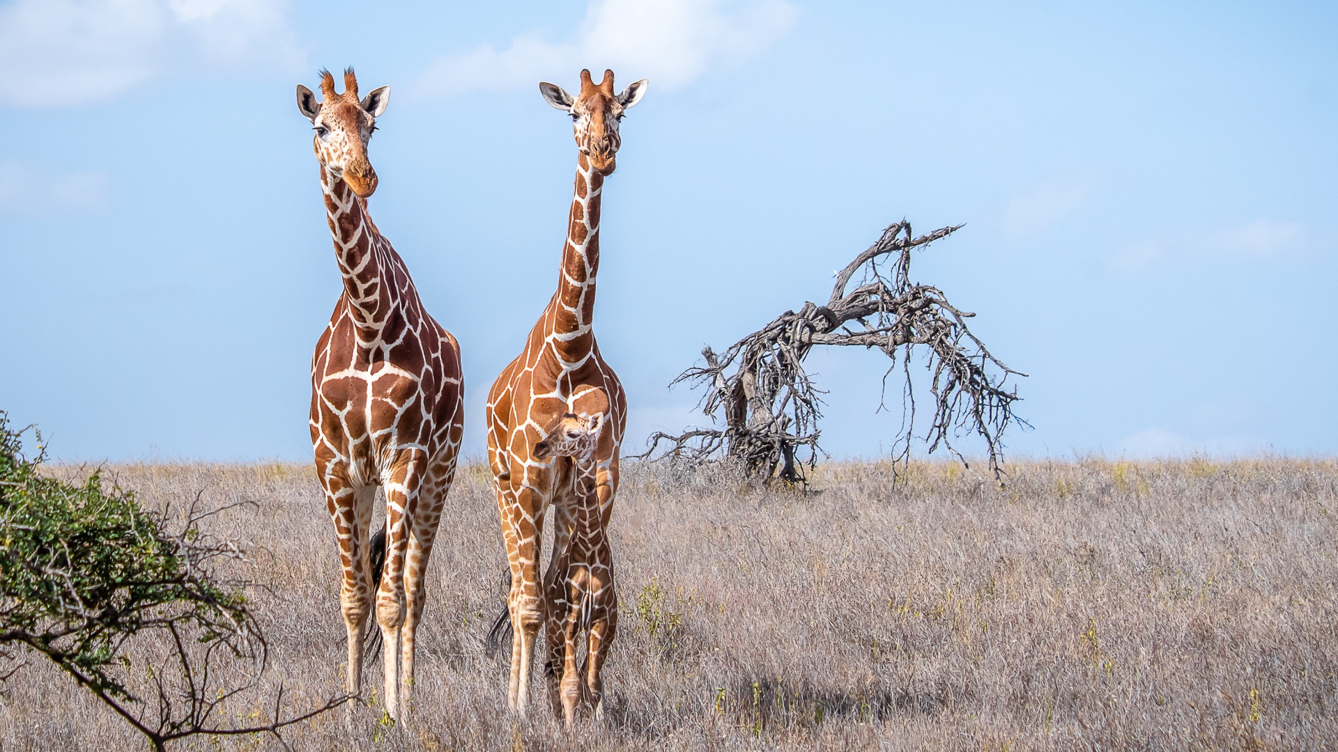 Два жирафа идут по сухой траве в саванне 