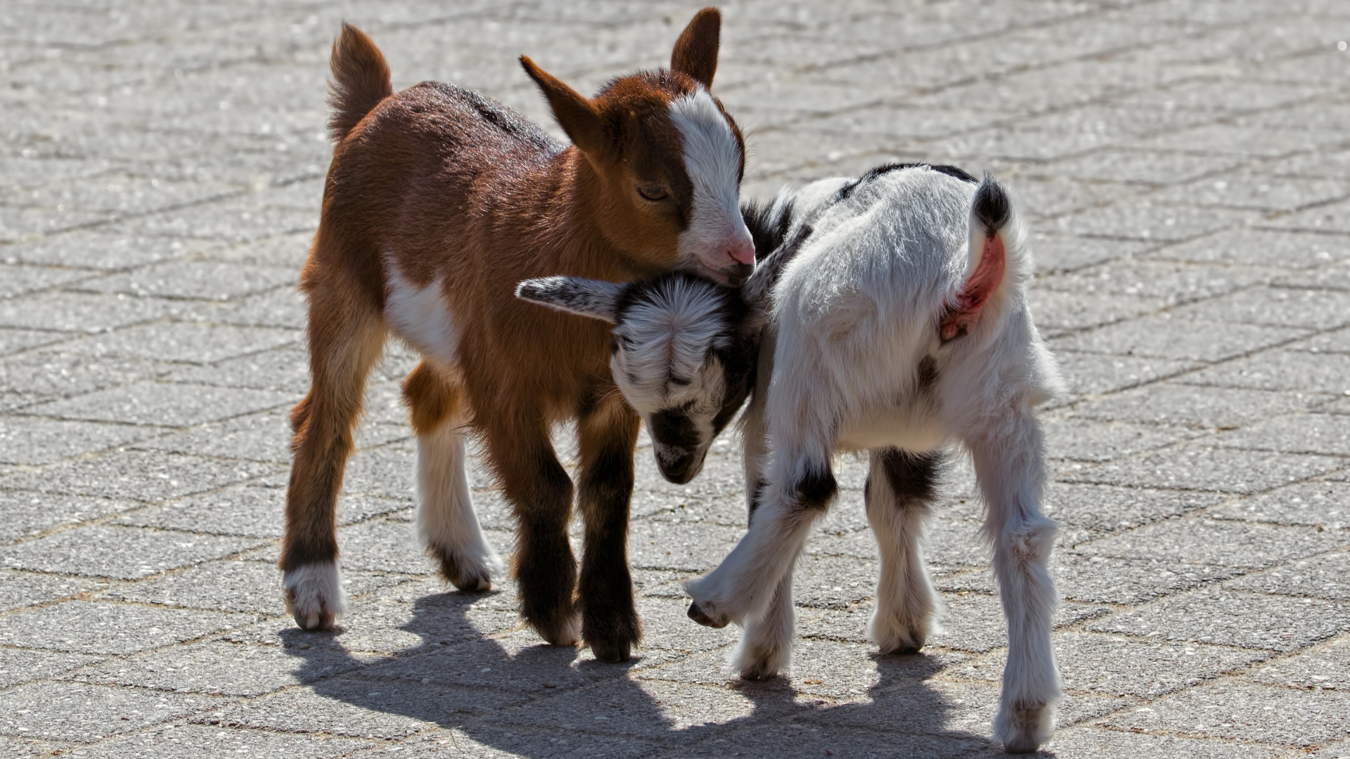 Два маленьких козленка играют
