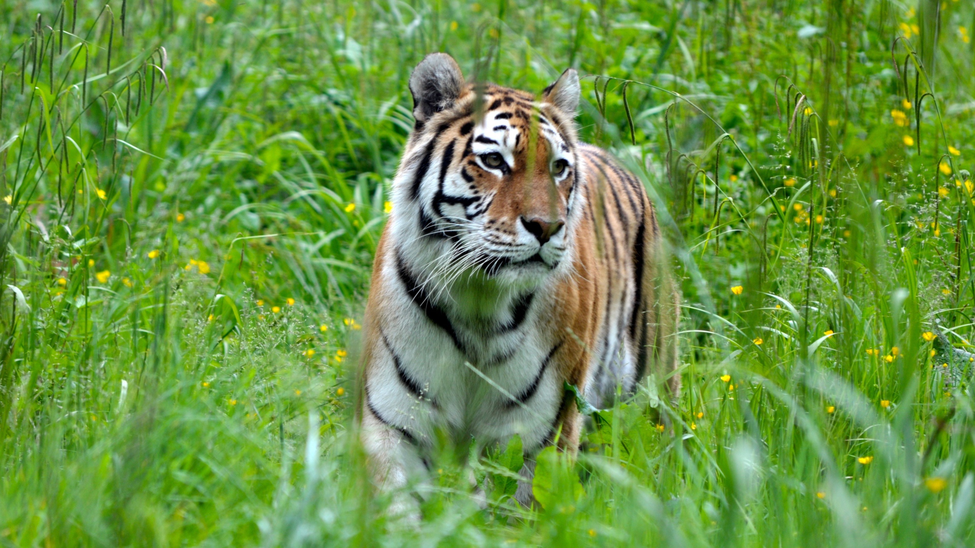 Большой полосатый бенгальский тигр идет по зеленой траве