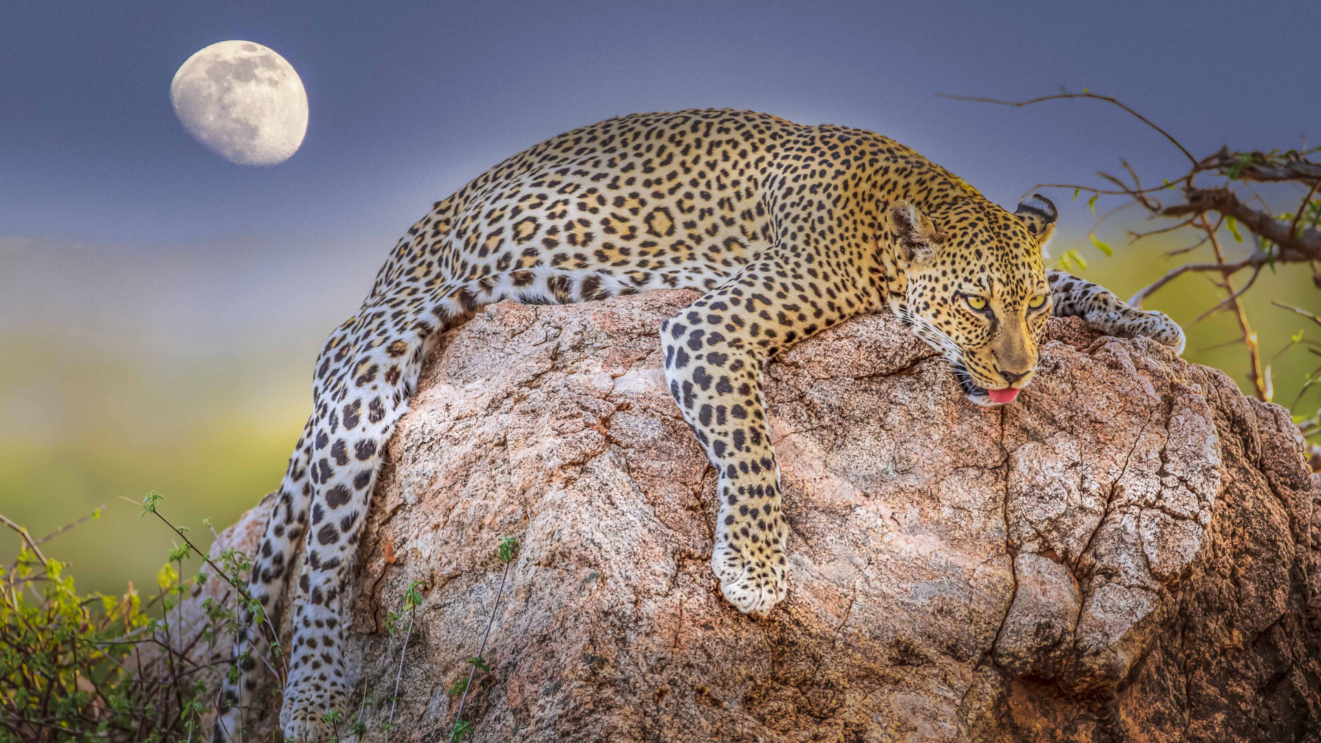 Уставший леопард лежит на камне на фоне луны 