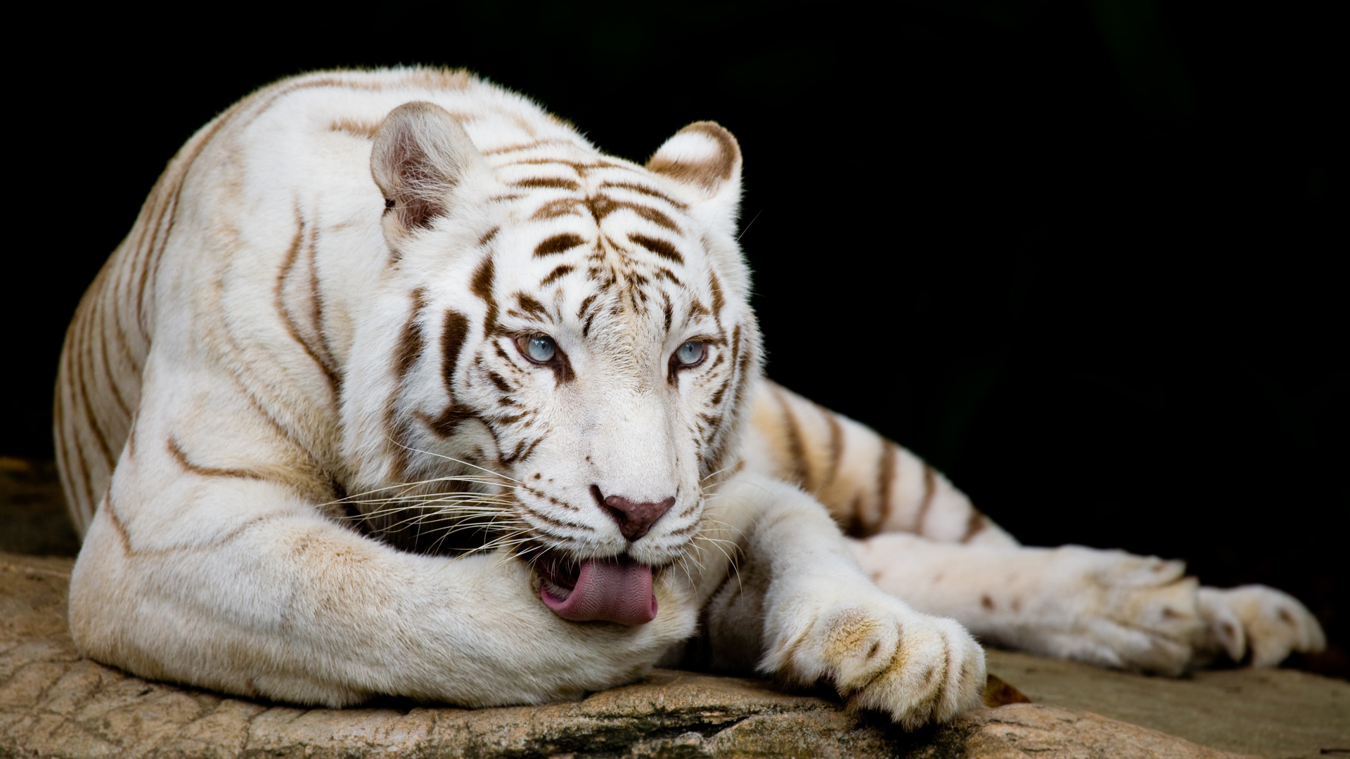 Большой белый голубоглазый бенгальский тигр
