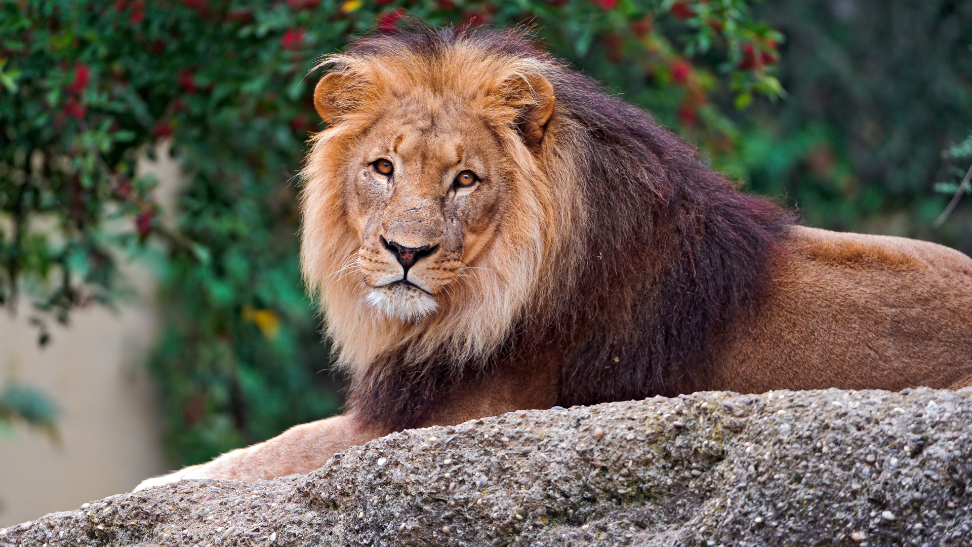 Большой лев лежит на камне в зоопарке 