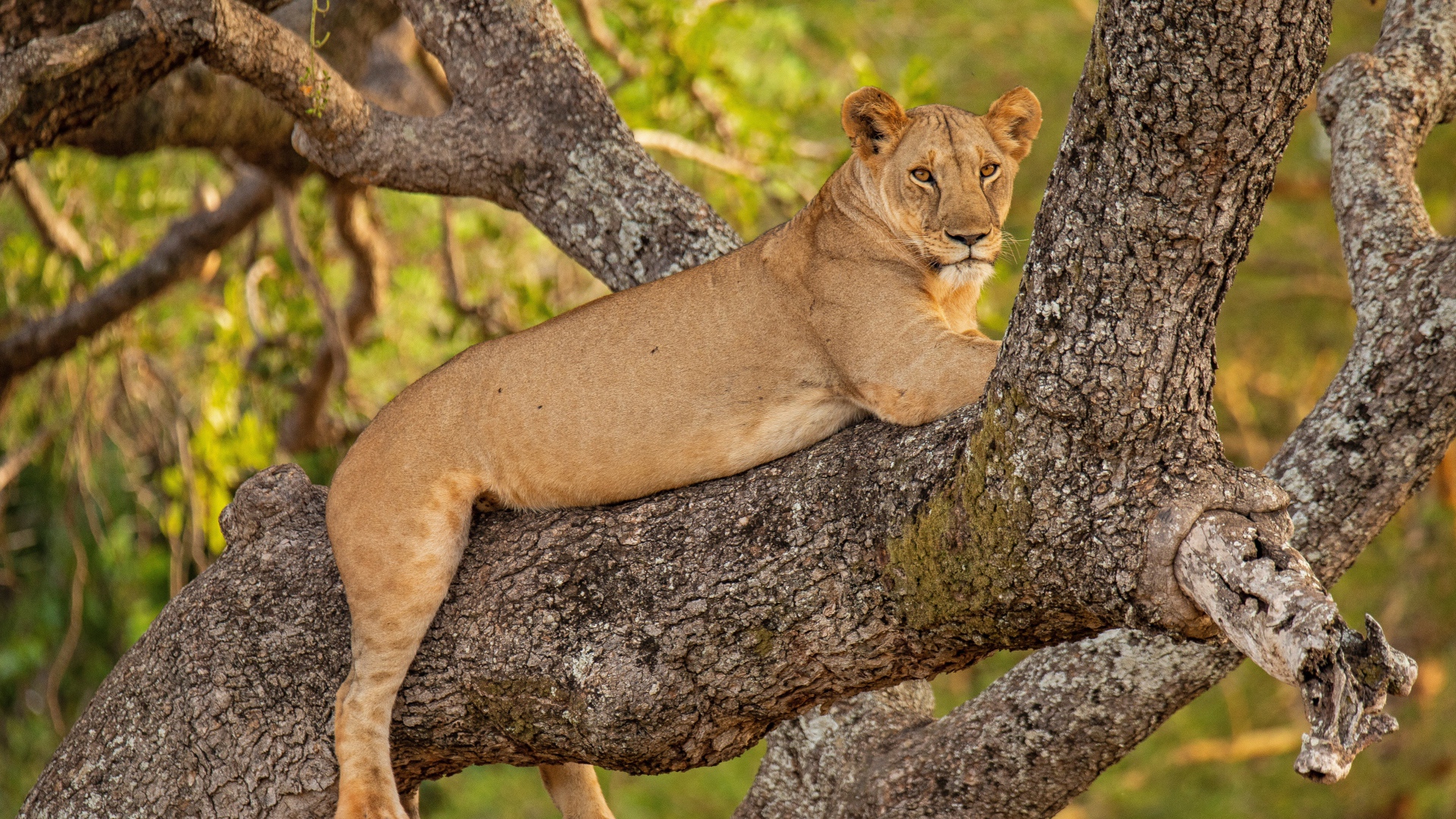 Большая львица лежит на ветке дерева 