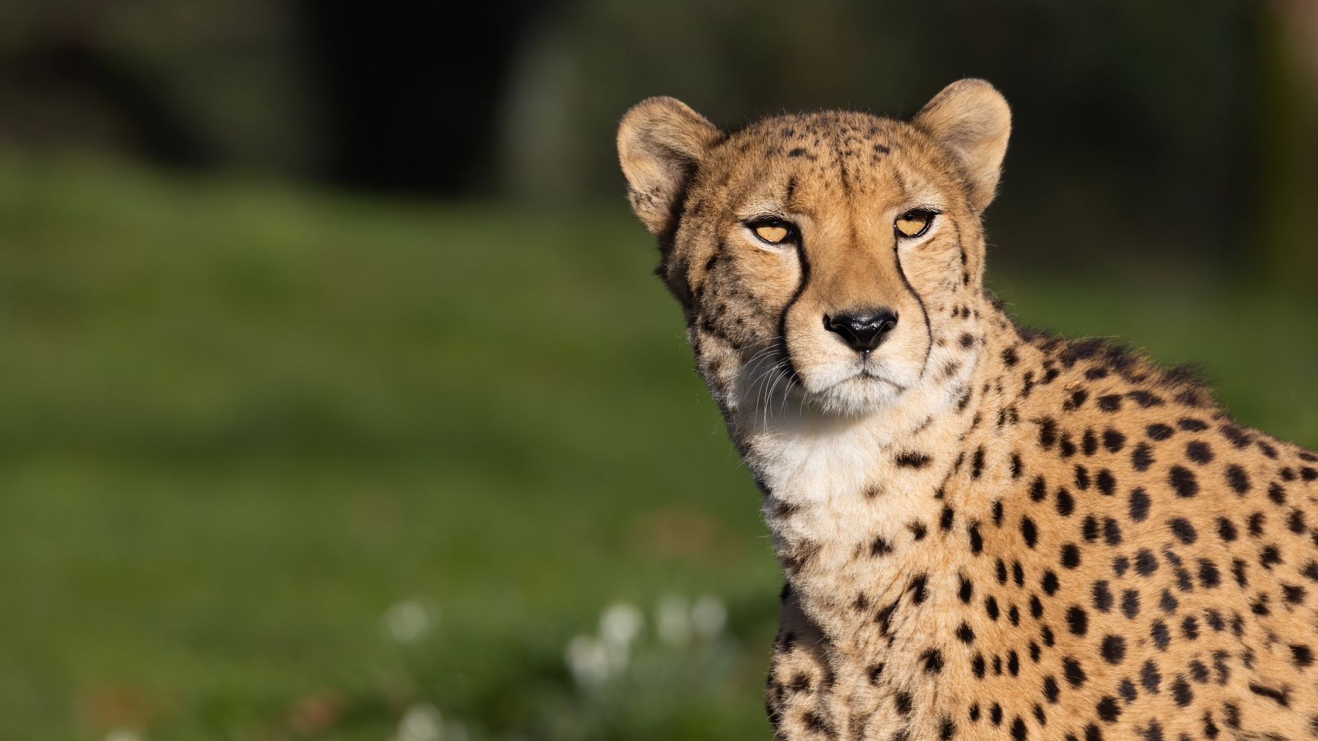 Большой пятнистый гепард в лучах солнца 
