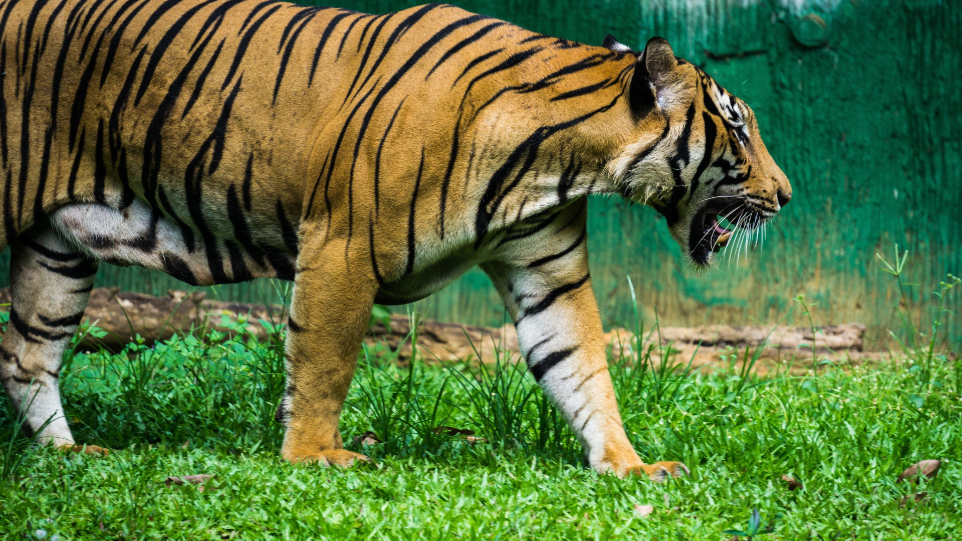 Большой полосатый тигр идет по зеленой траве 