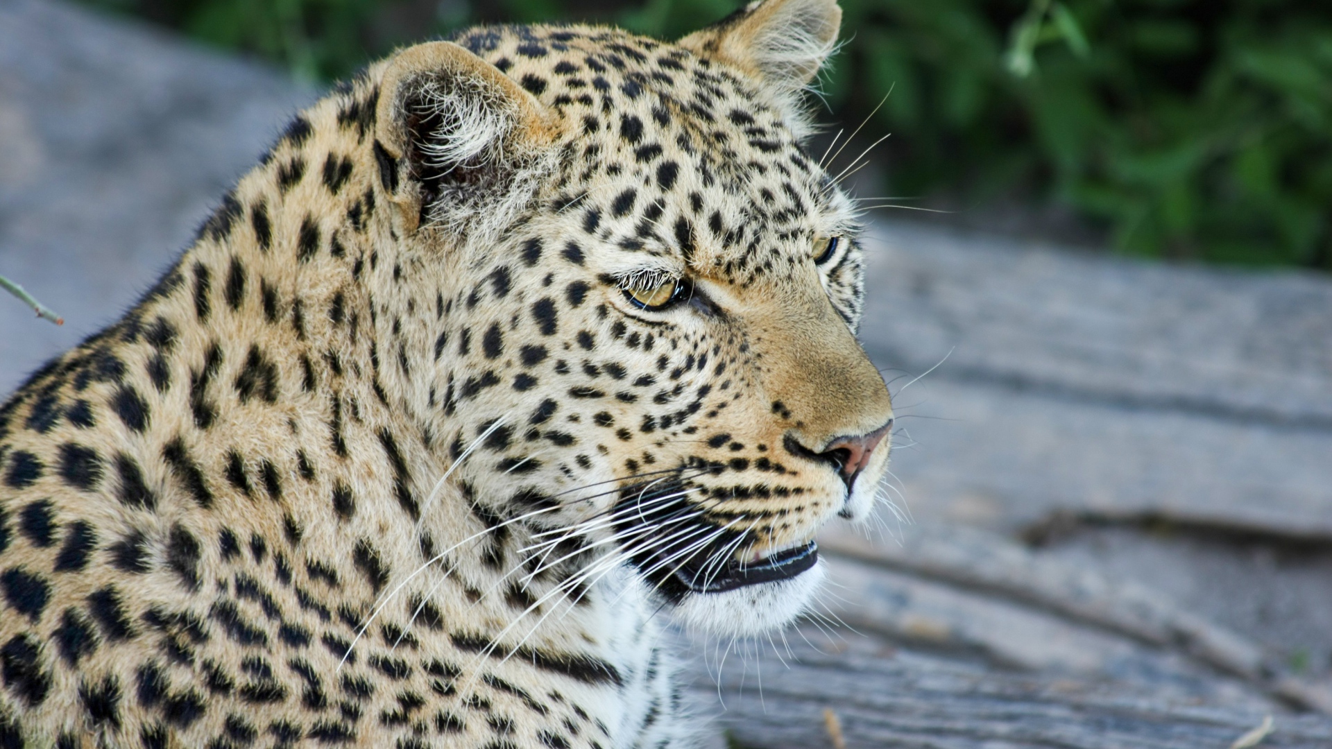 Большой пятнистый леопард отдыхает на земле 