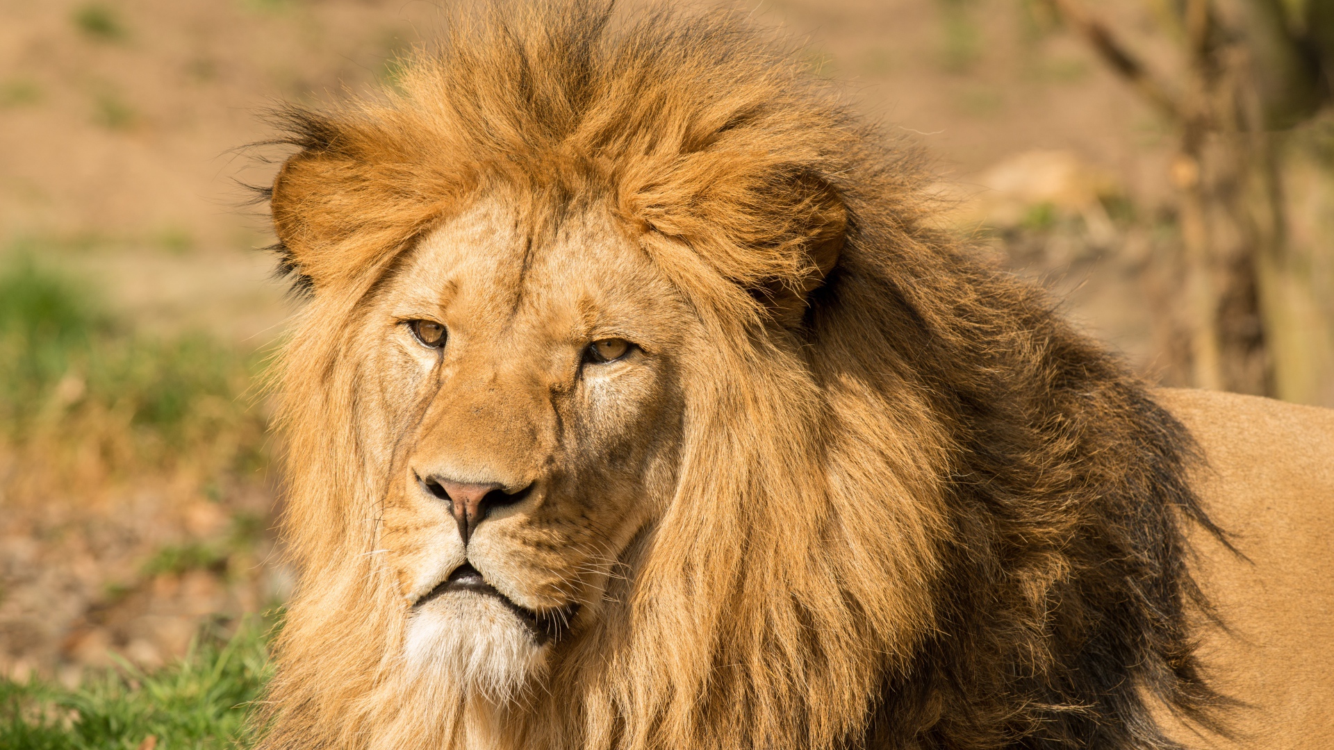 Морда льва с пышной гривой