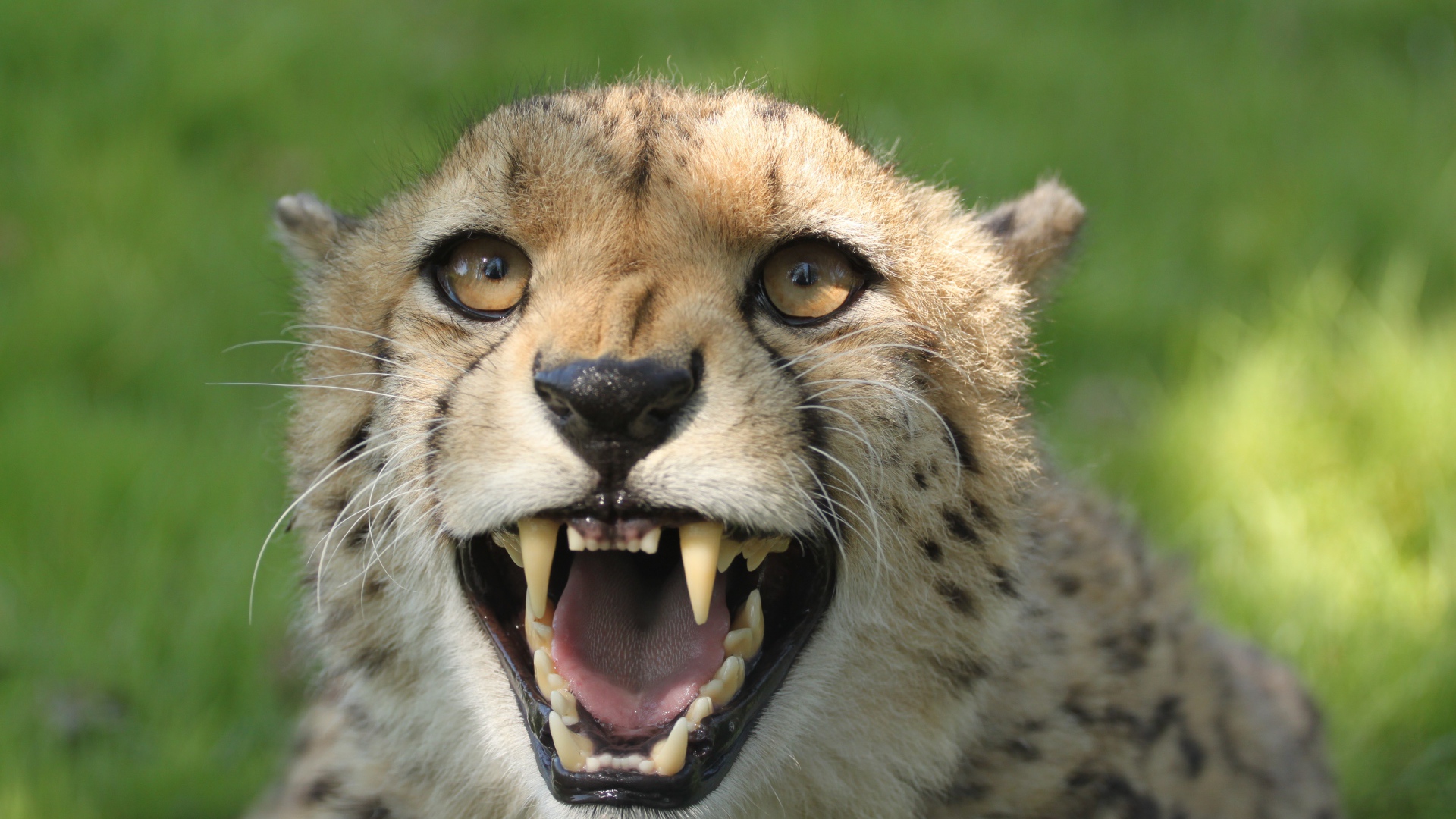 Грозный оскал гепарда с острыми клыками 