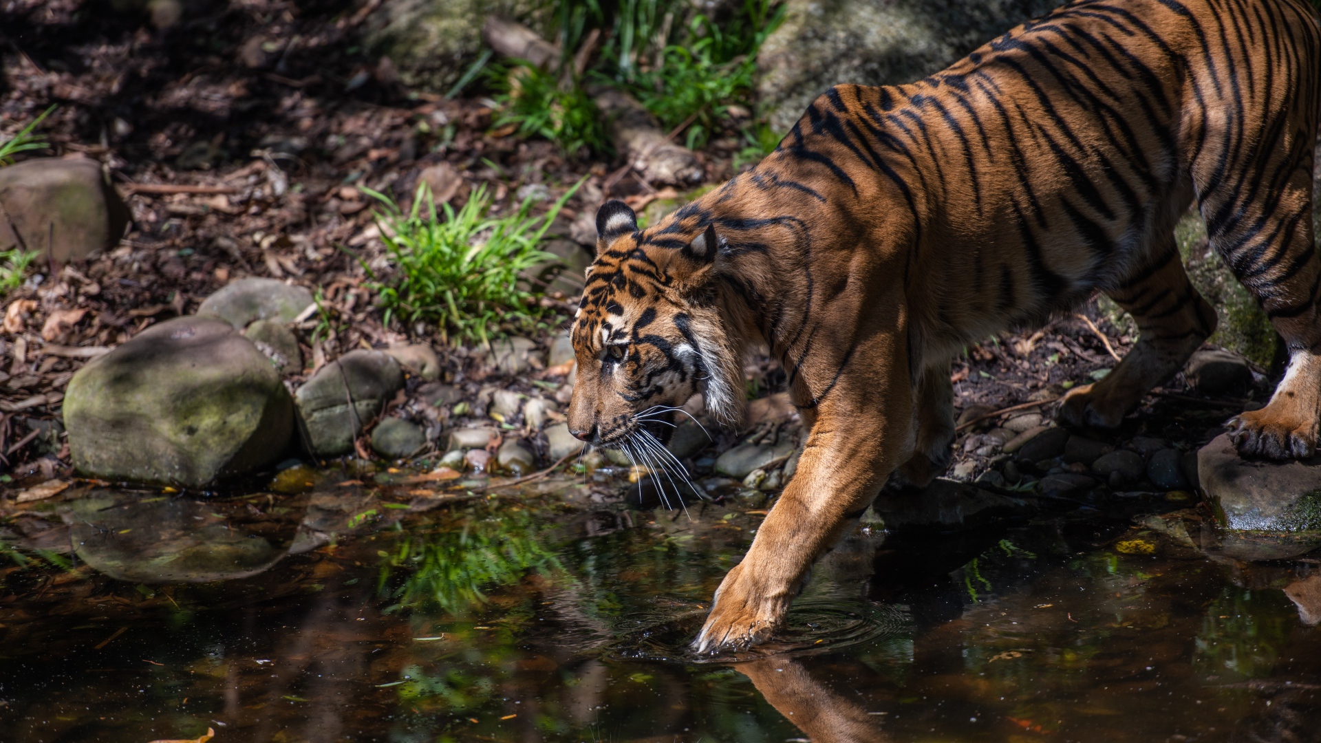 Большой полосатый тигр идет к водопою 