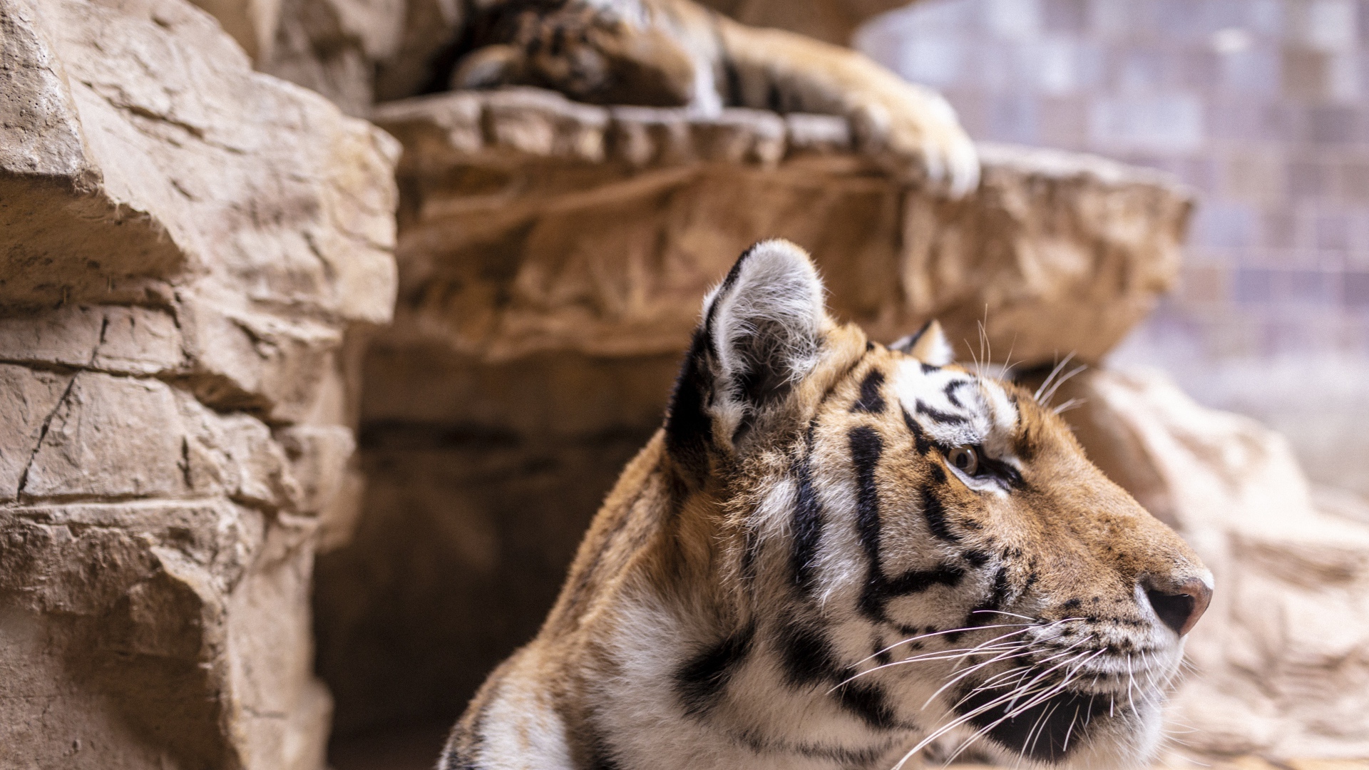 Морда полосатого тигра у камней в зоопарке 