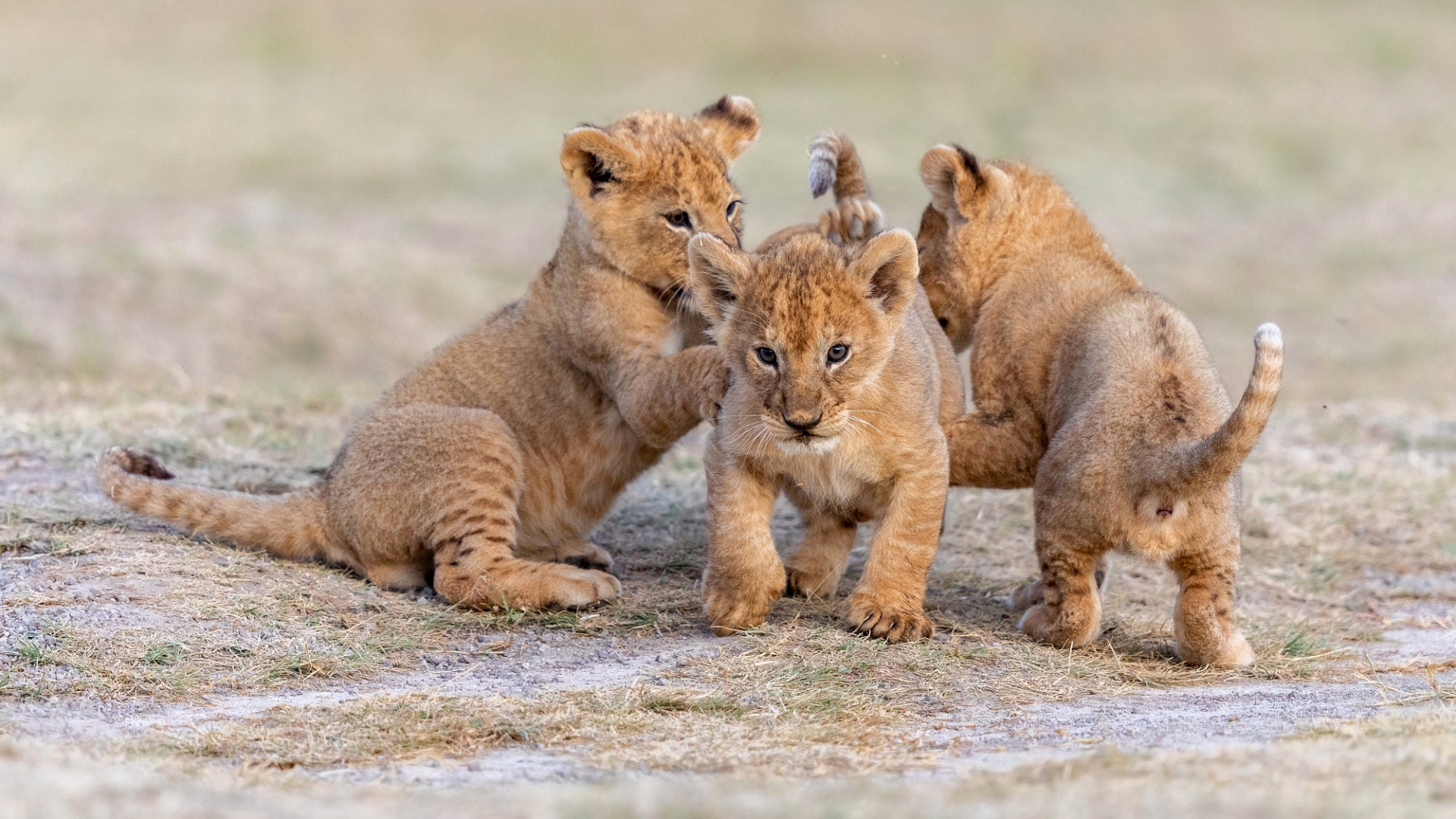 Три маленьких львенка играют на земле