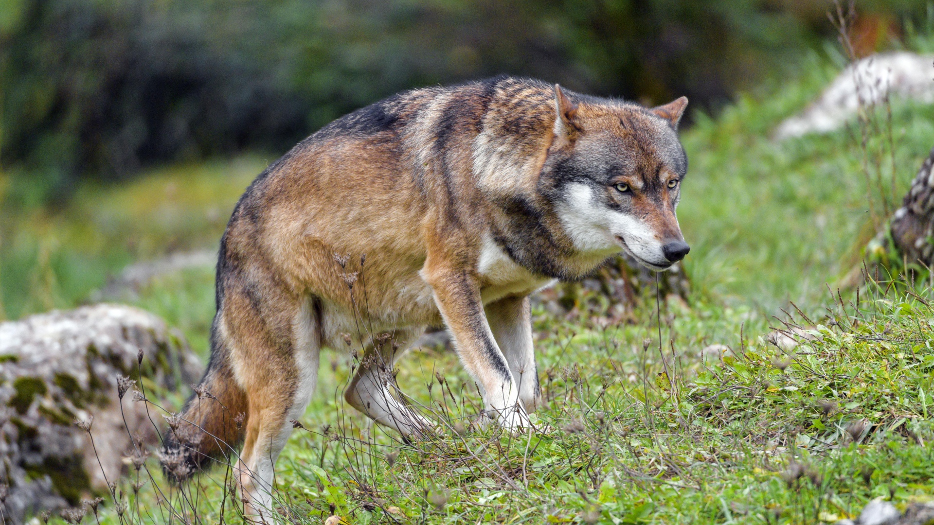A large stern gray wolf walks through the grass