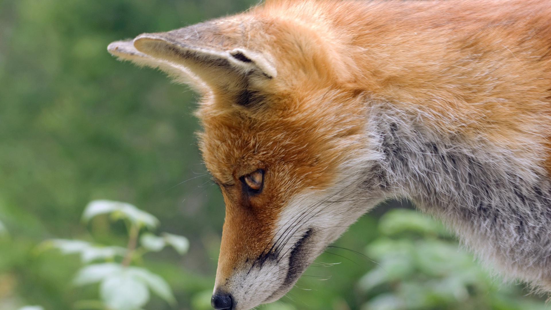 Рыжая лиса смотрит вниз 