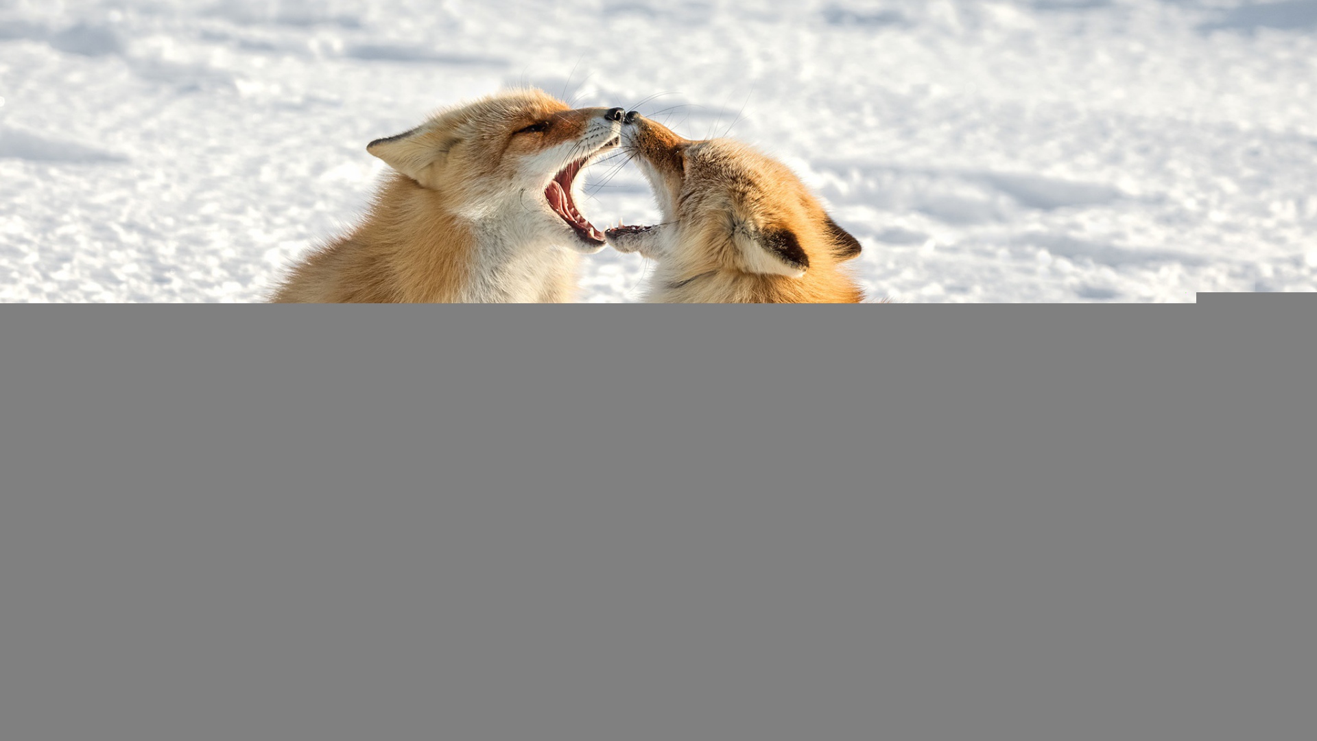 Две милые рыжие лисы на снегу 