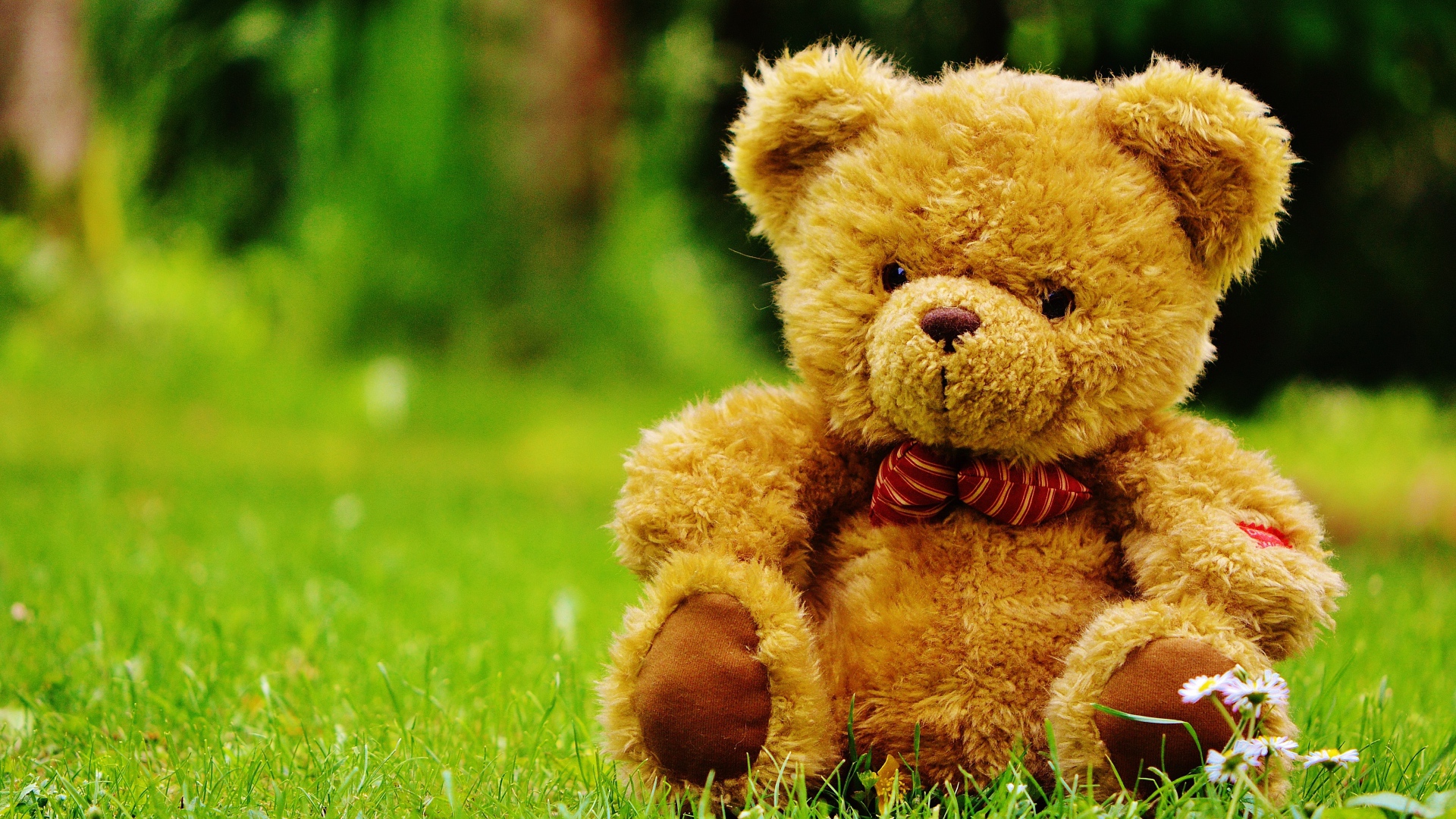 Красивый плюшевый медведь на зеленой траве 