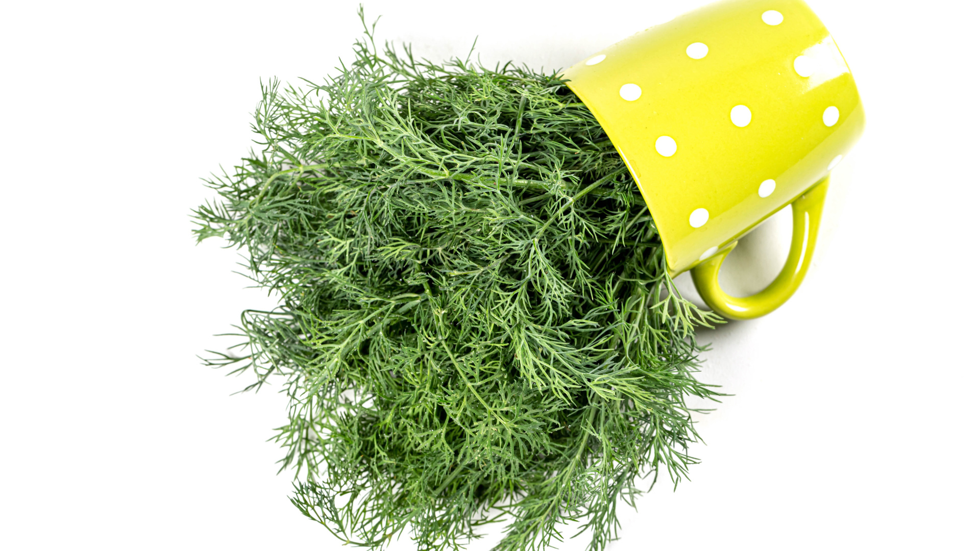 Пучок зеленого укропа в чашке на белом фоне