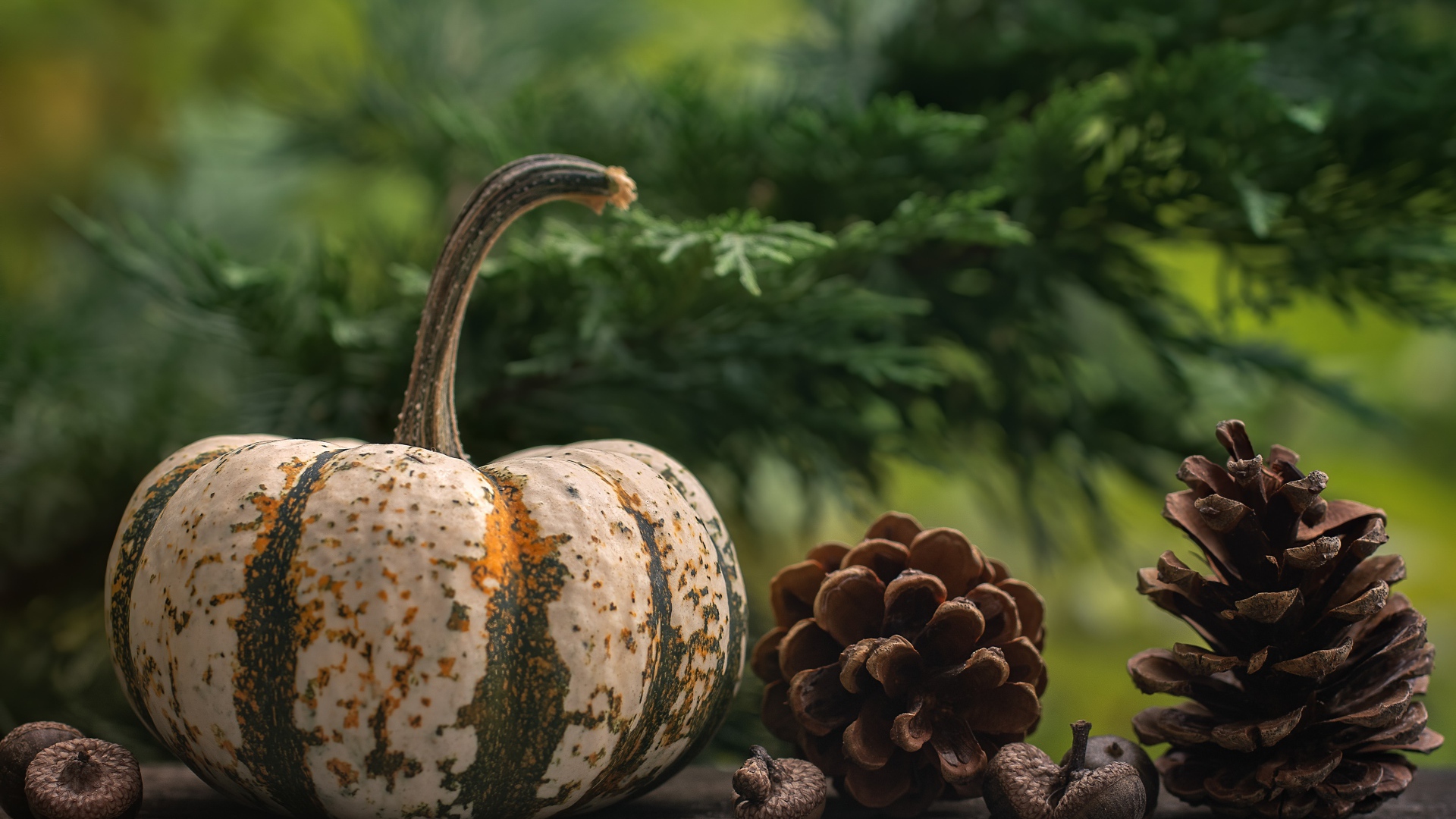 Большая тыква с шишками на столе 