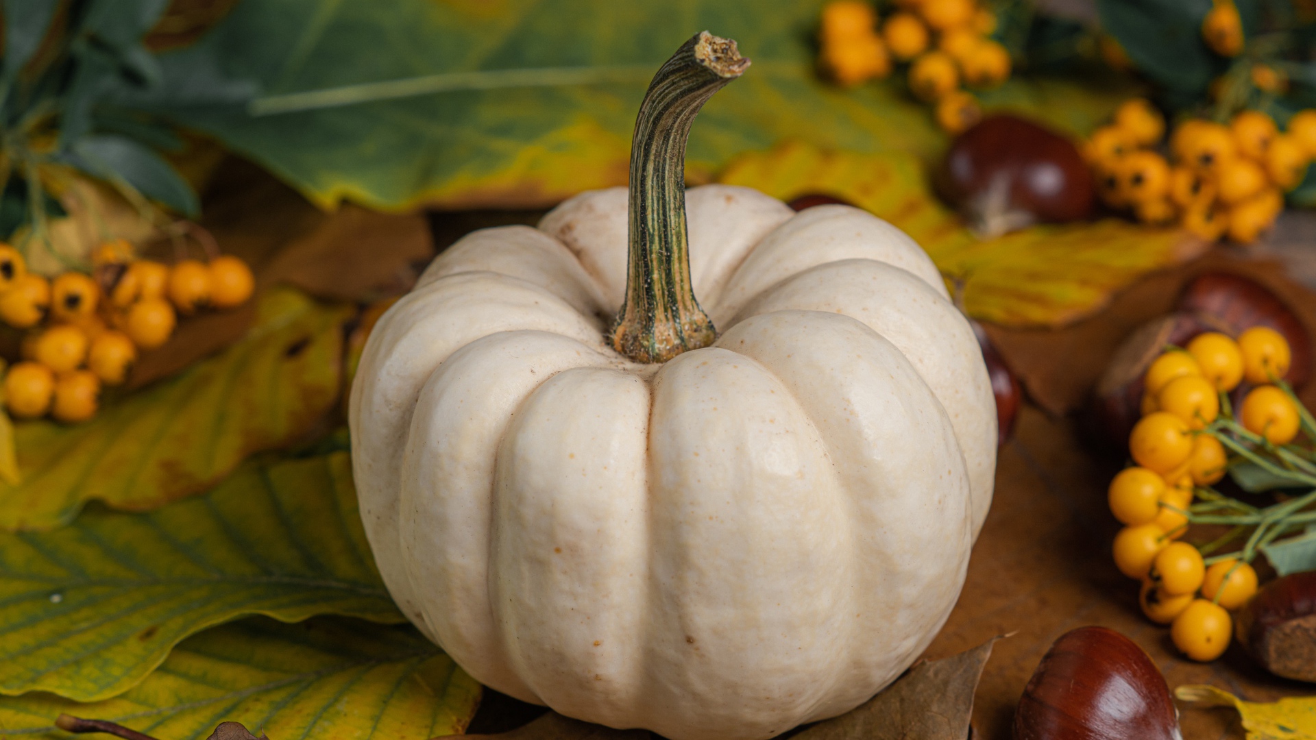 Большая белая тыква на столе с каштанами и рябиной 