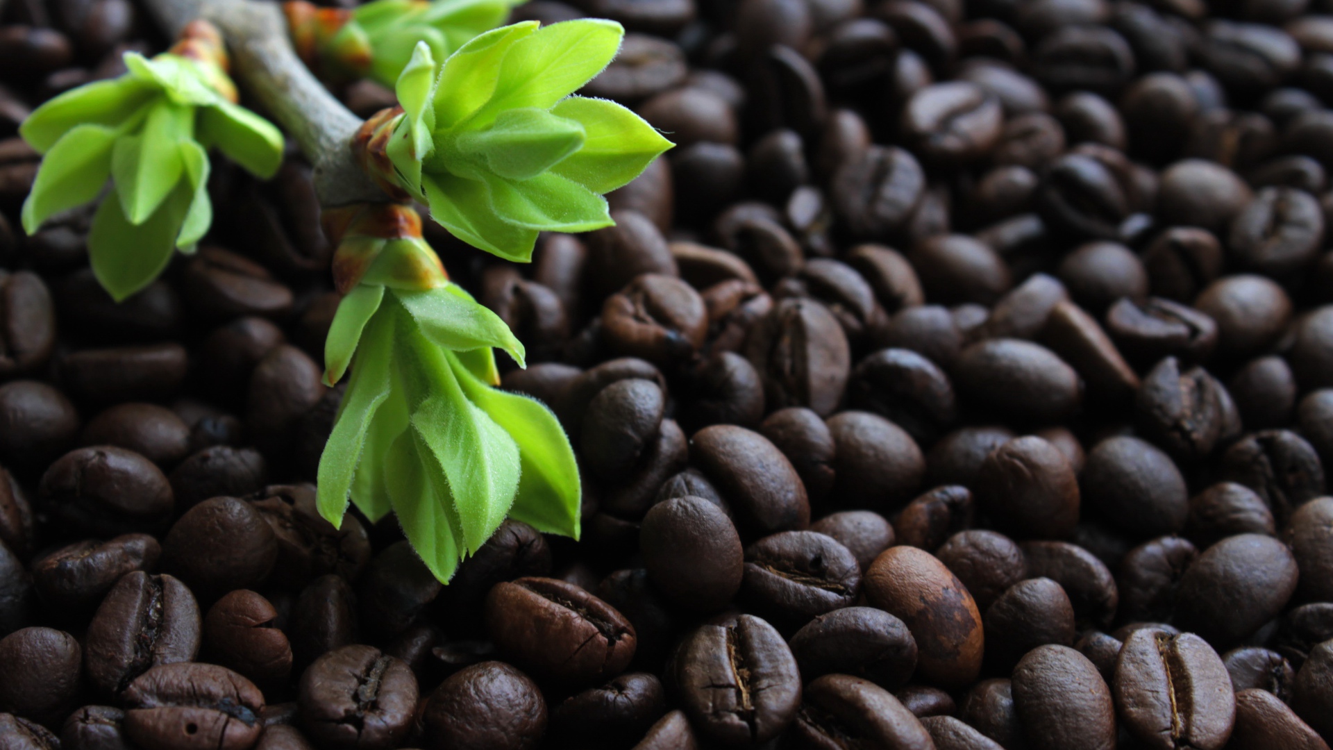 Много обжаренных кофейных зерен с веткой с зелеными листьями