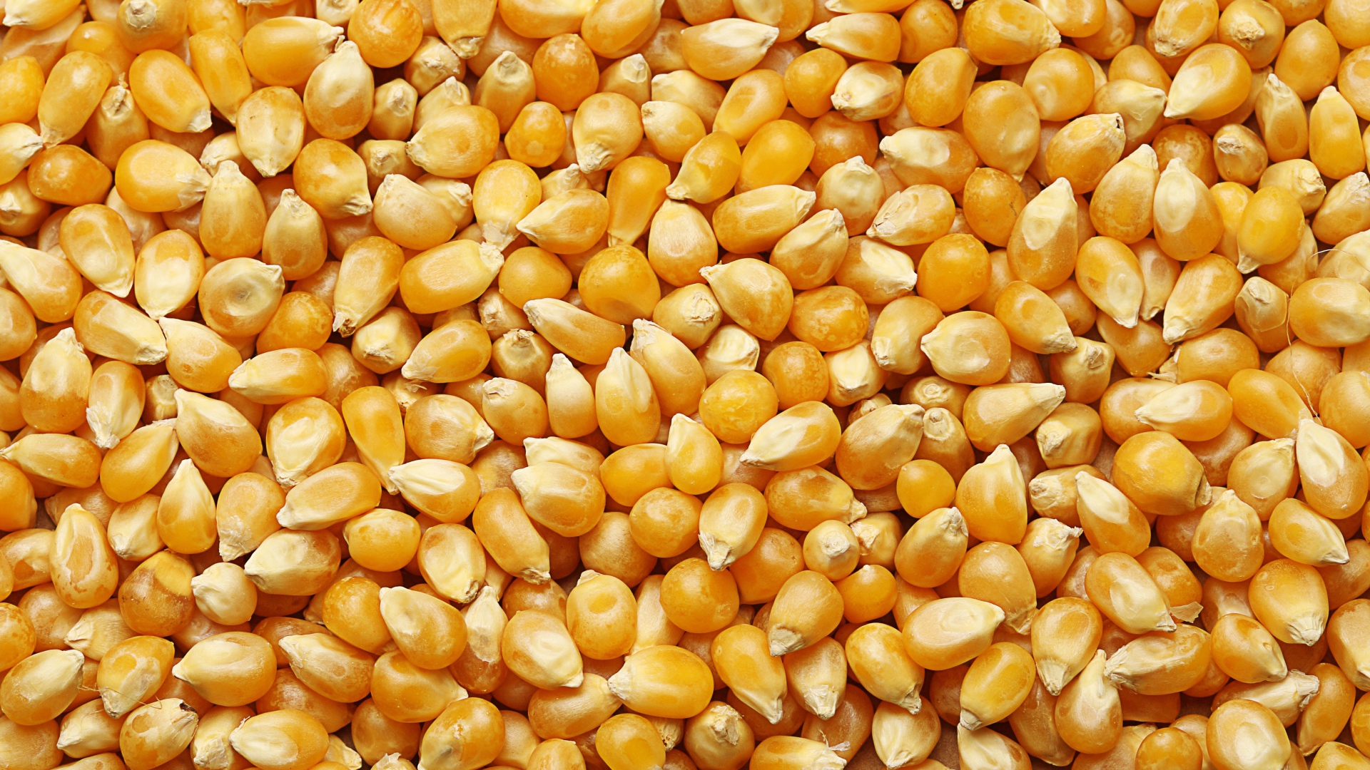 Желтые кукурузные зерна крупным планом 