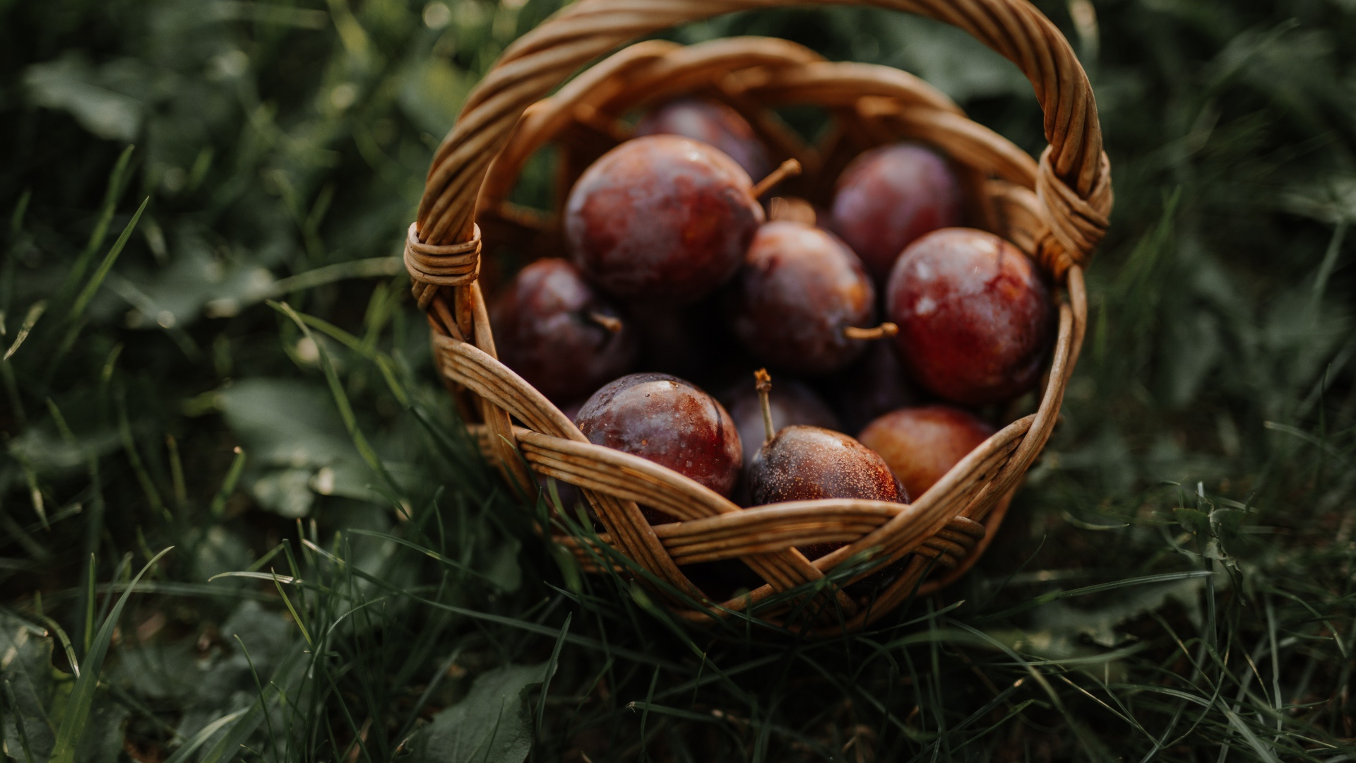 Корзина розовых слив стоит на траве