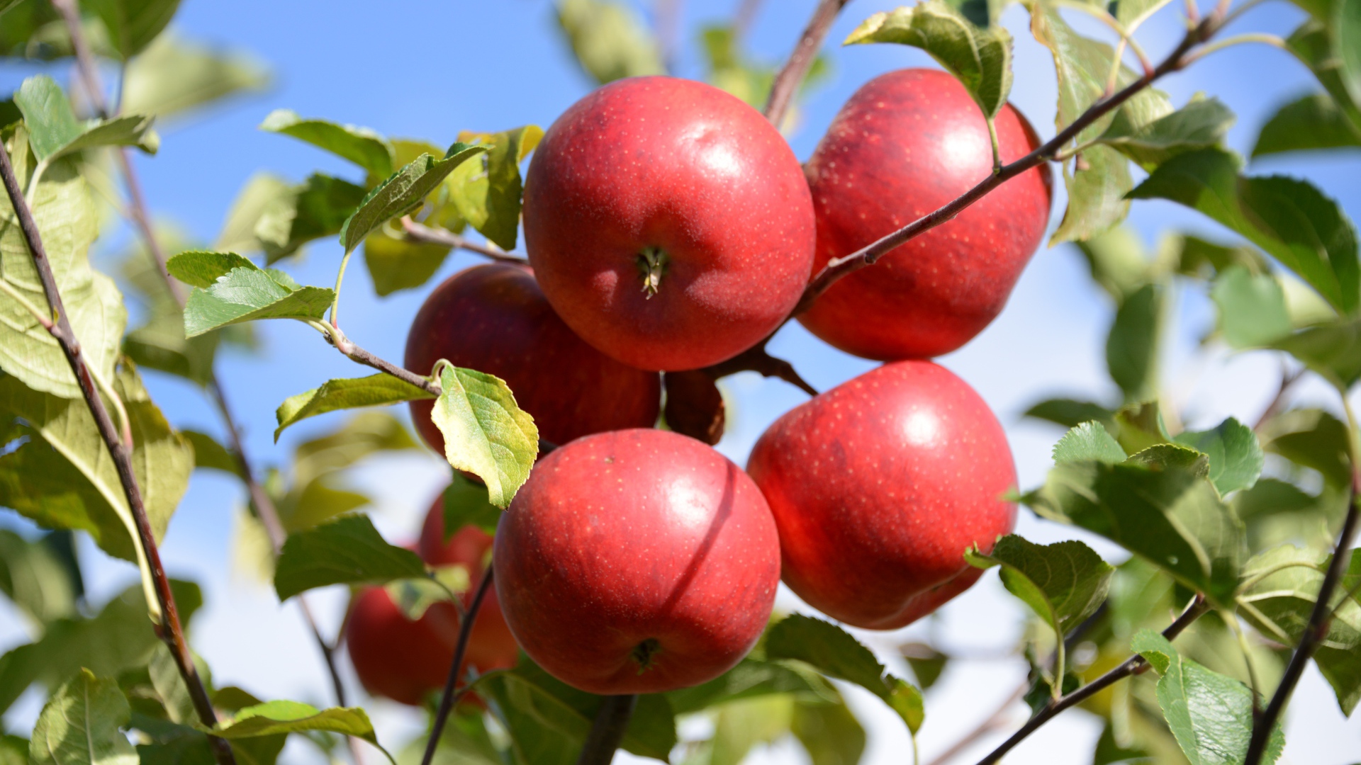 Много красных яблок в зеленых листьях 